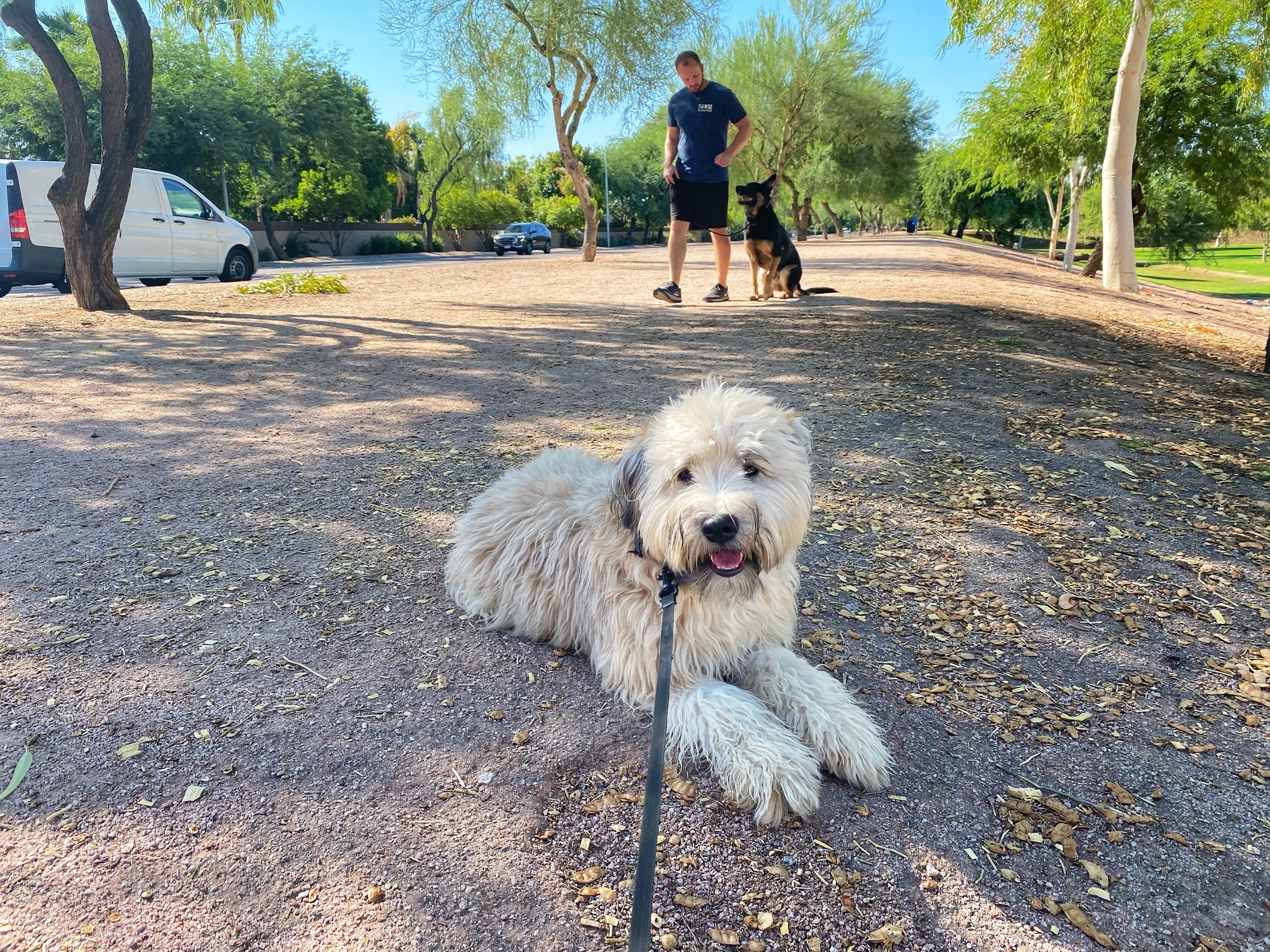 A fluffy cream-colored dog lying on a dirt path in a park with trees, a man, and a black and tan dog in the background.