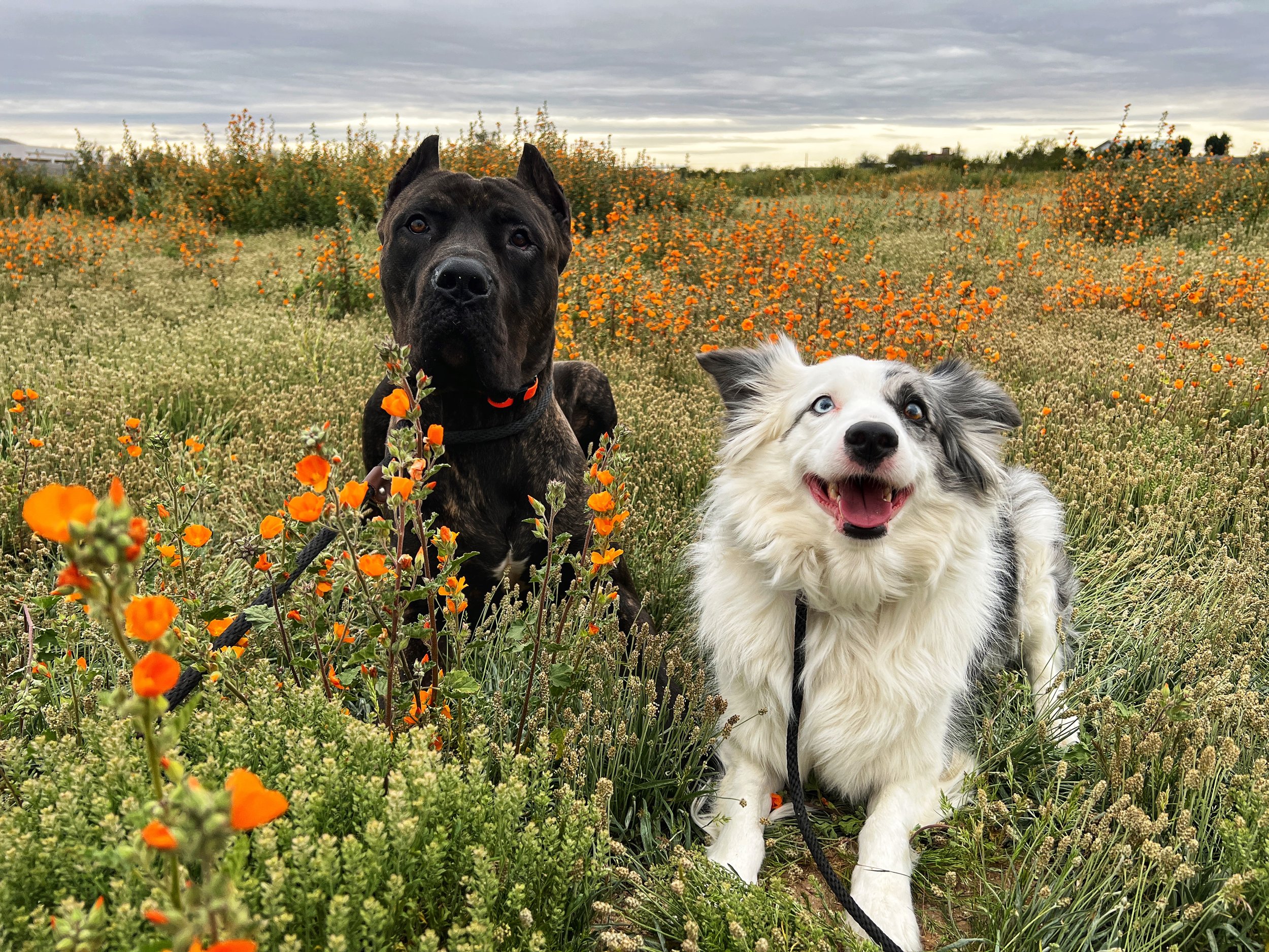 Two dogs sitting in a field of orange and white flowers under a cloudy sky, one black and the other black and white with blue eyes, smiling and looking at the camera.