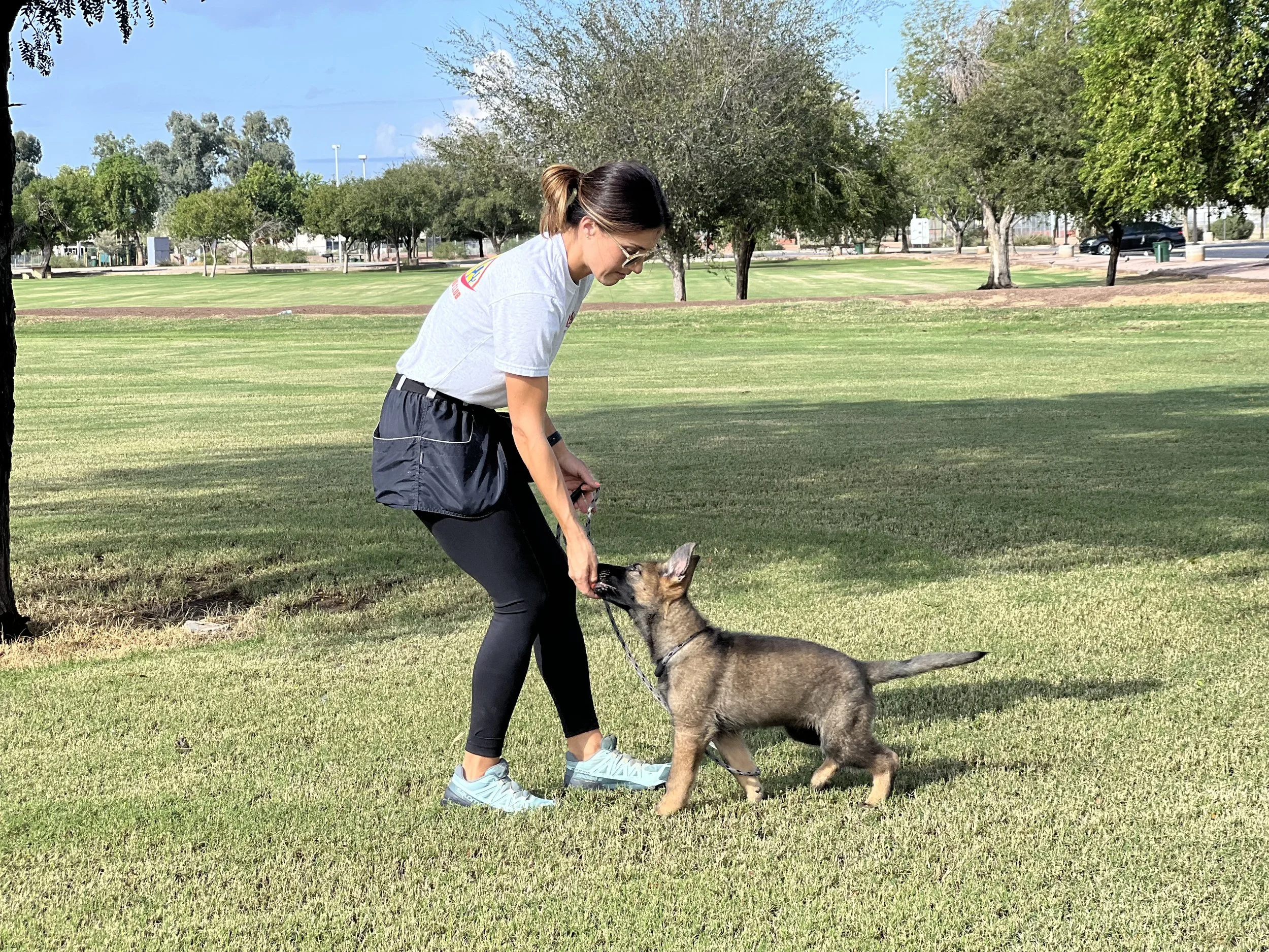 Woman training a Belgian Malinois puppy on a grassy field in a park, with trees and a blue sky in the background.