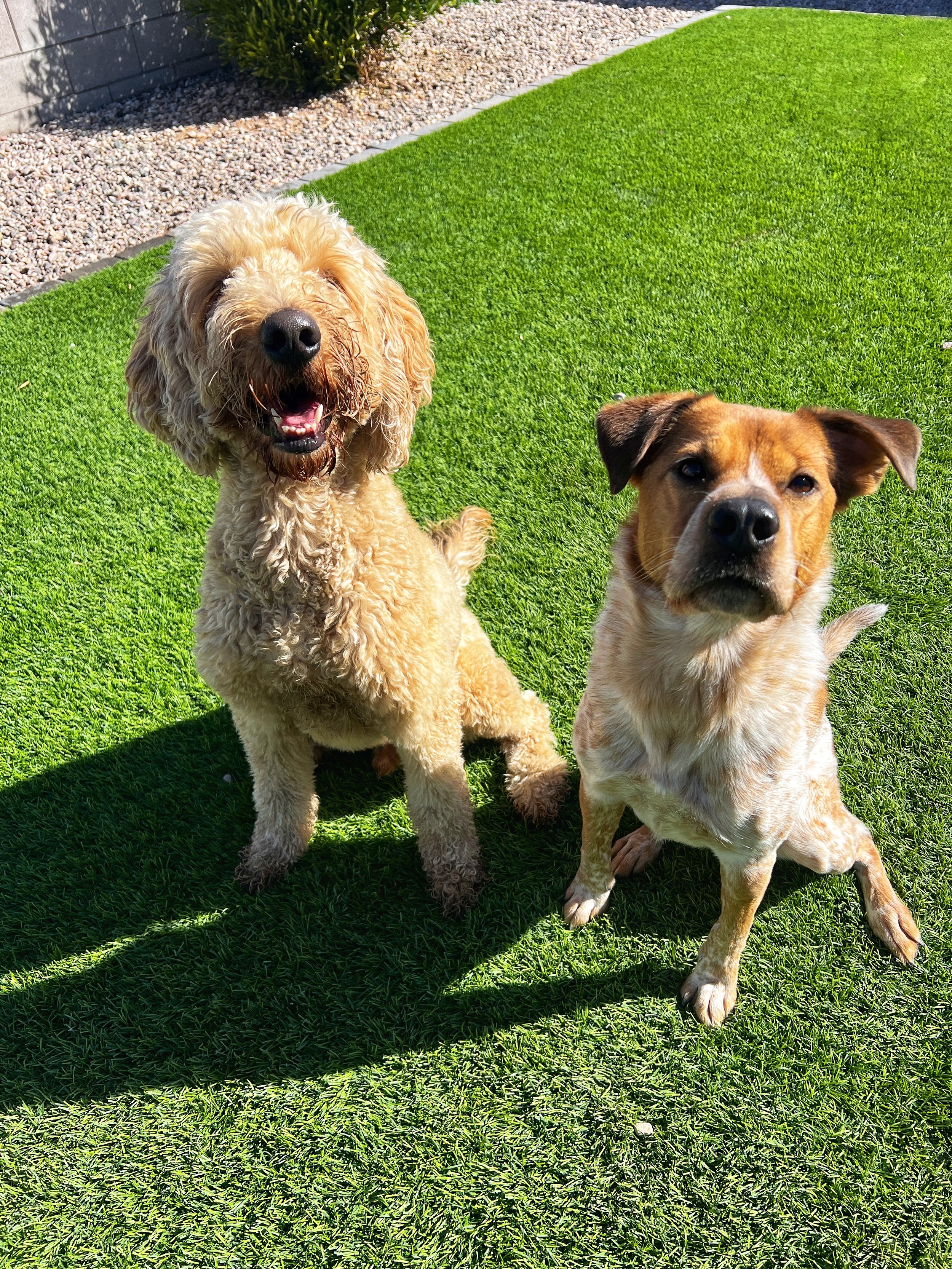 Two dogs sitting on bright green artificial grass outdoors, one with curly tan fur and the other with short tan and brown fur, both looking at the camera.