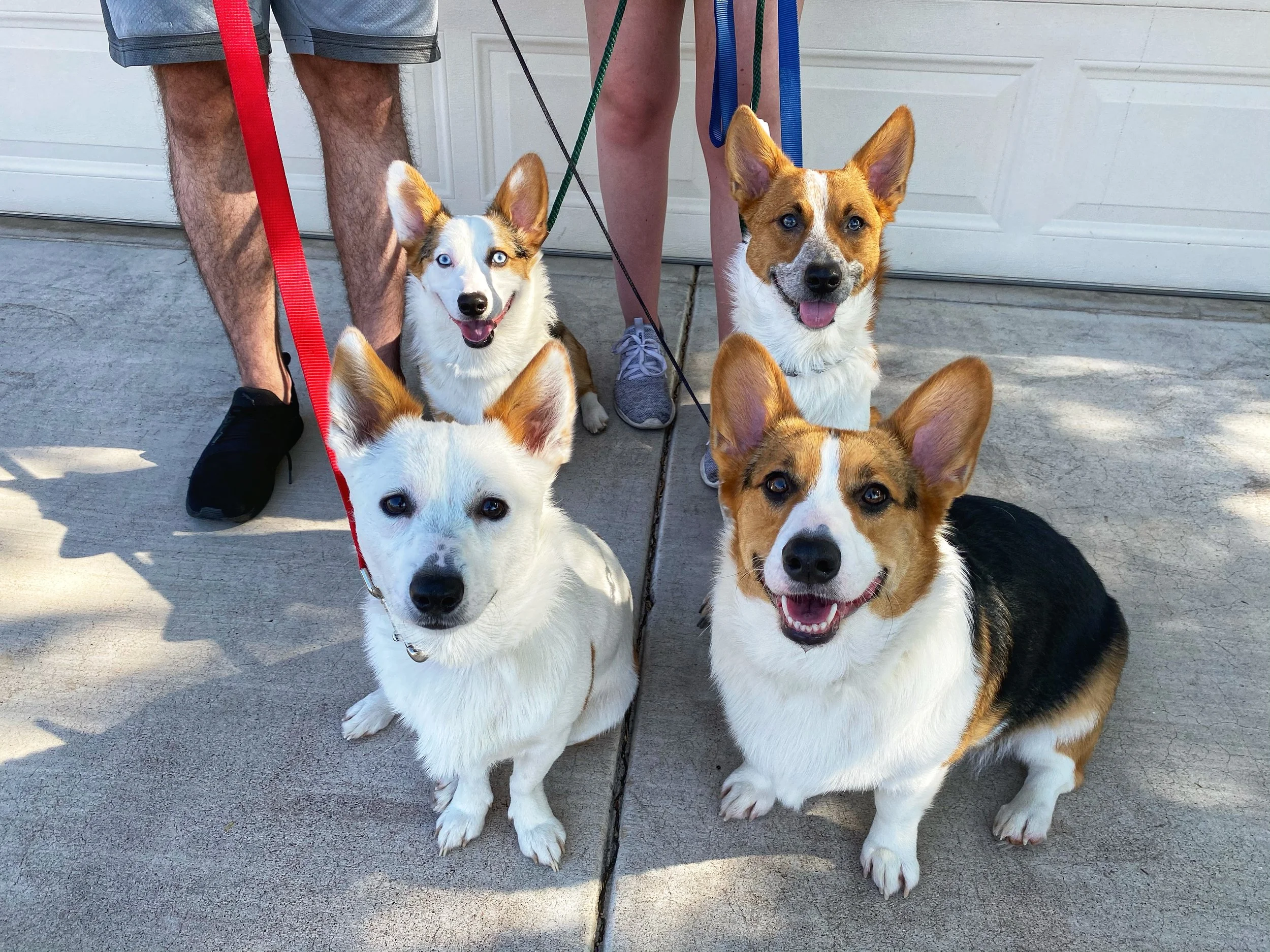 Four dogs with varying coat colors and patterns, sitting on a concrete driveway, with two people partially visible behind them holding their leashes.