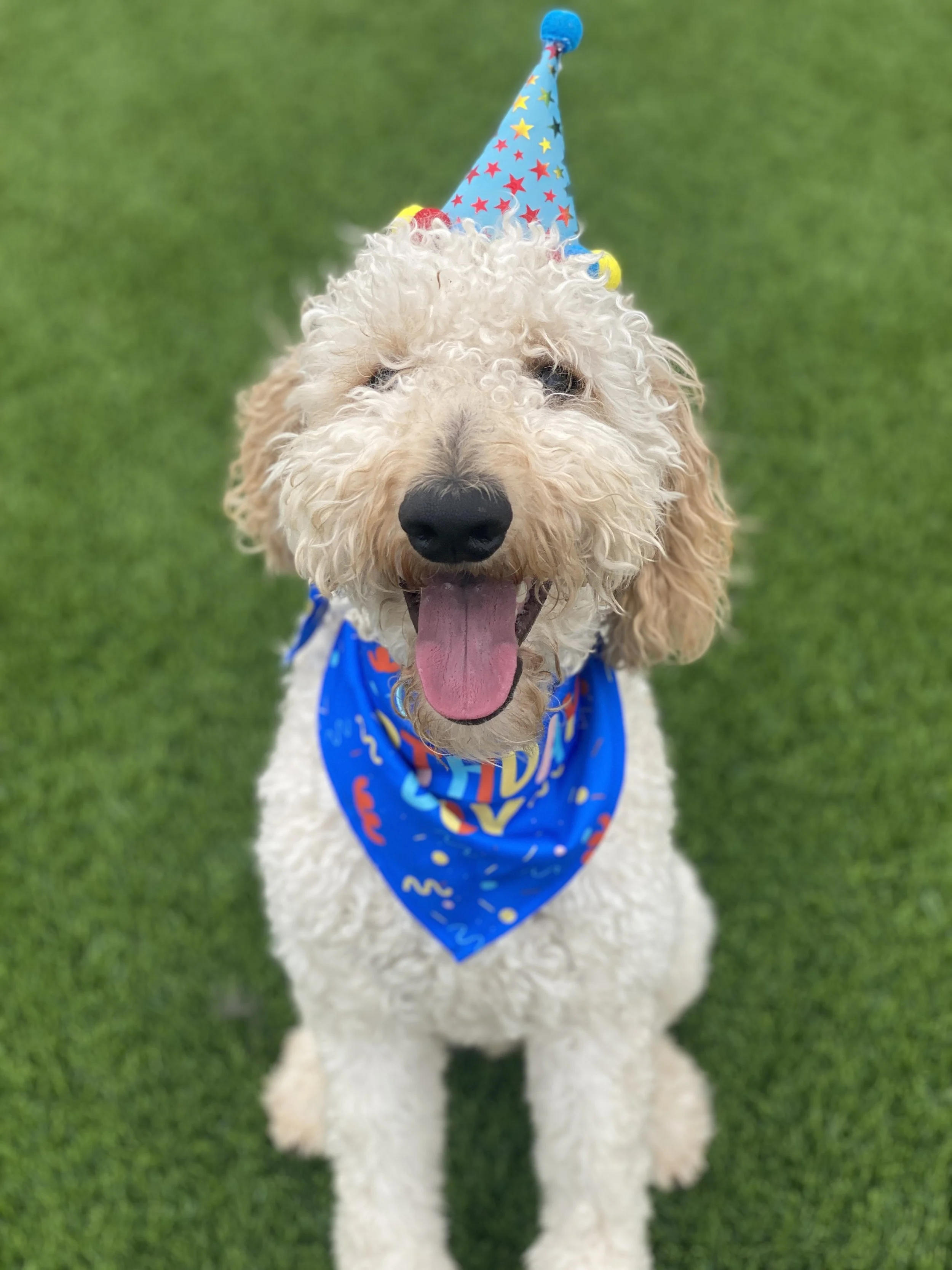 A happy, curly-haired dog wearing a colorful birthday hat and blue bandana, sitting on green grass with tongue out.