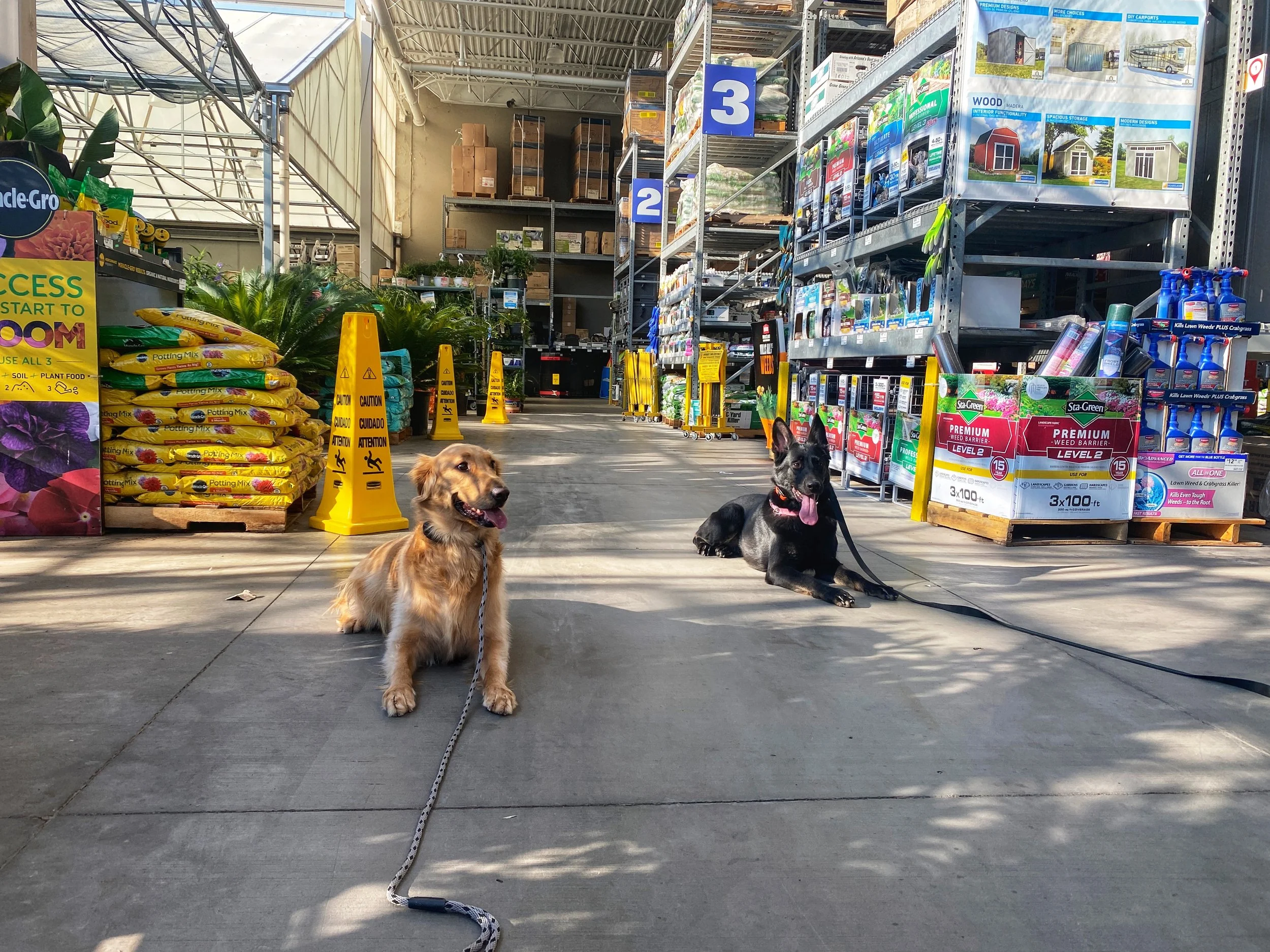 Two dogs sitting inside a home improvement store aisle with garden supplies, plant food, and gardening tools on shelves.