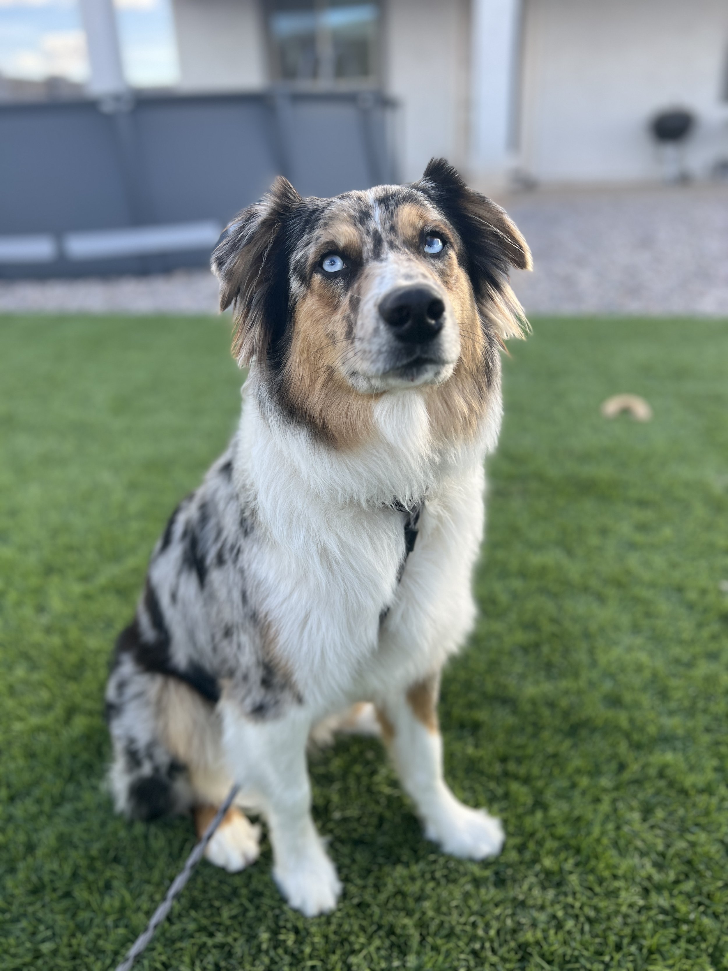 A dog with blue eyes, merle coat pattern, sitting on green grass, looking up.