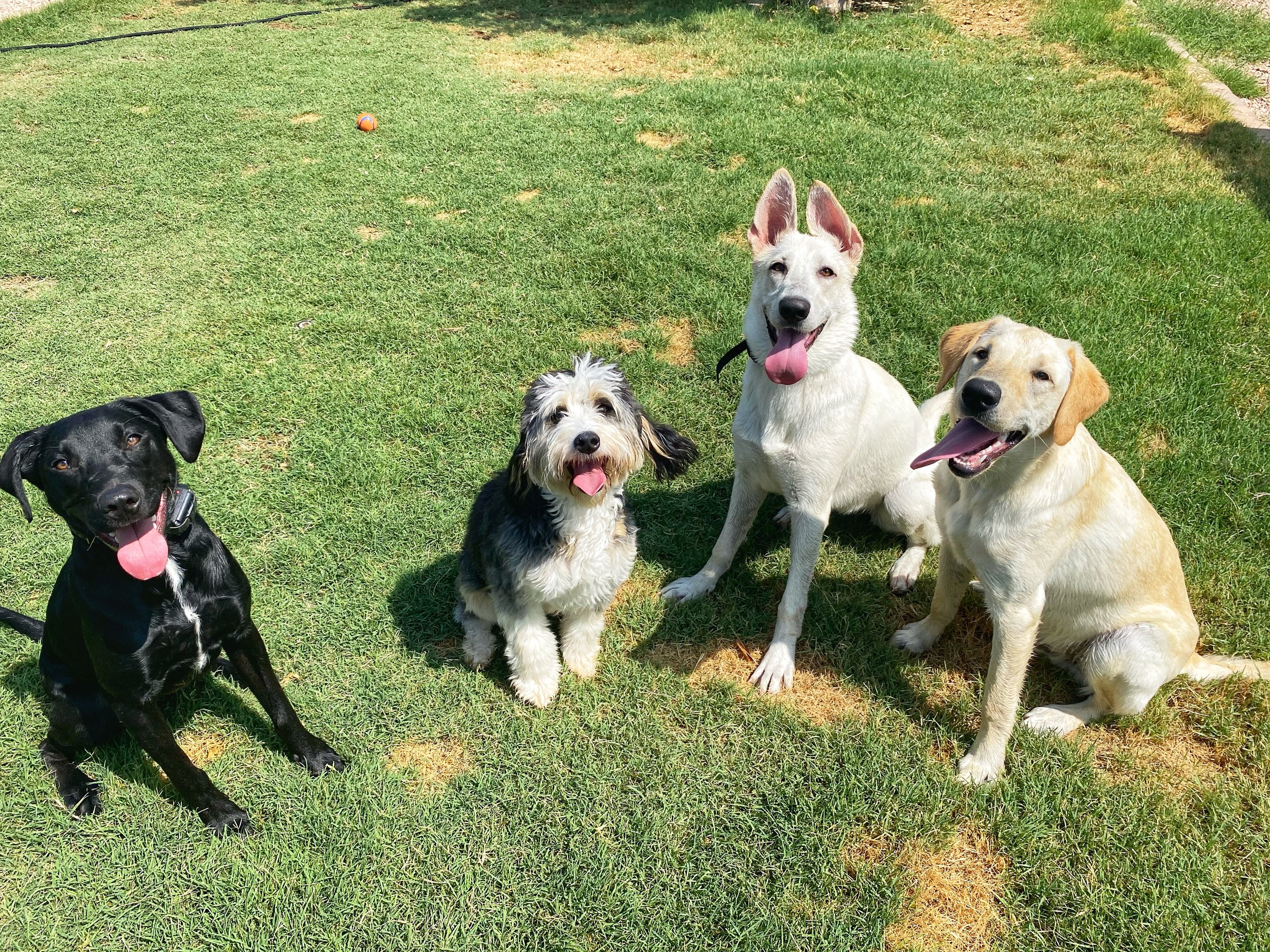 Four dogs sitting on grass in a sunny yard, with a small orange ball in the background.