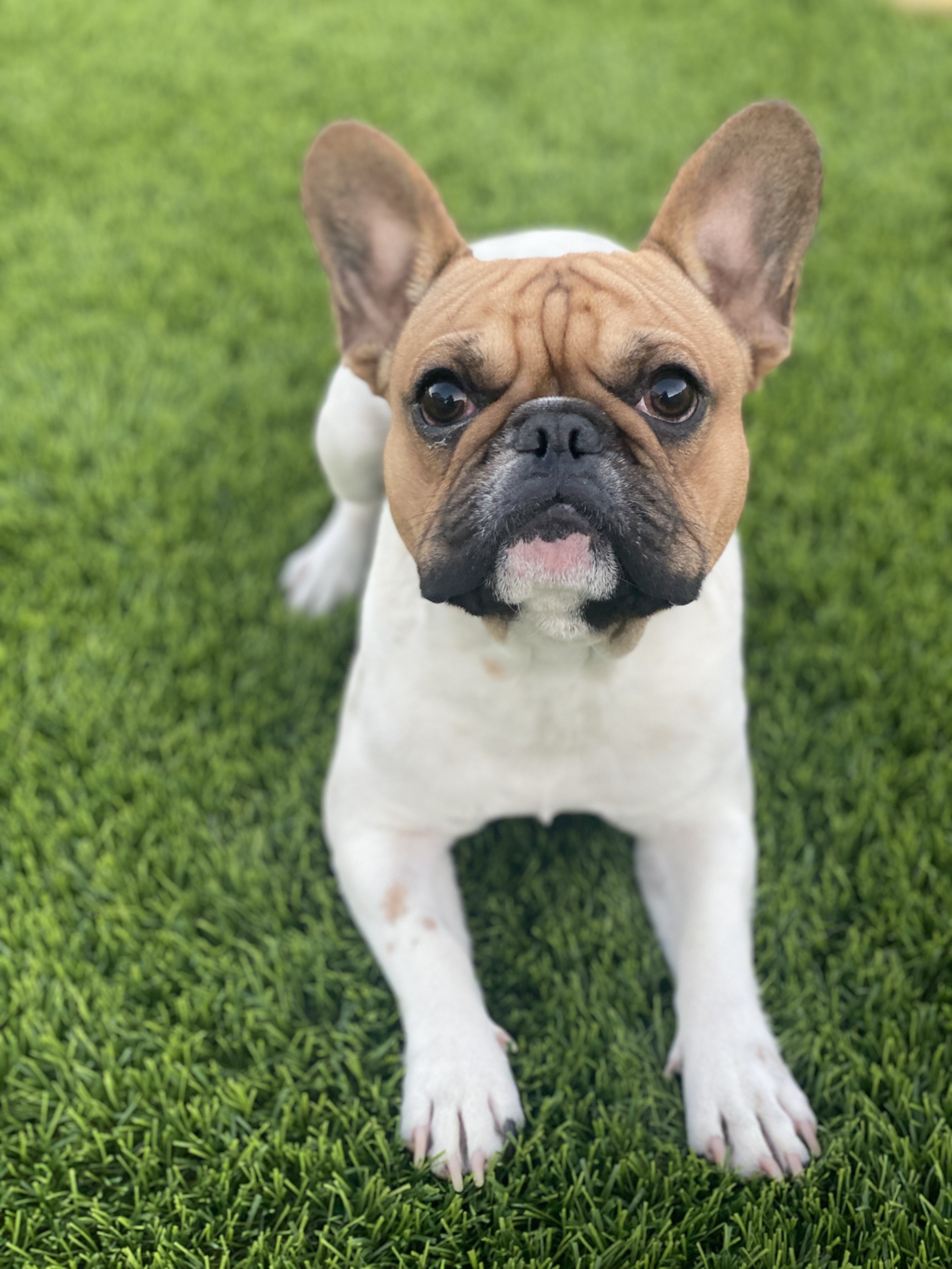 French Bulldog sitting on green grass, looking directly at the camera with an attentive expression.