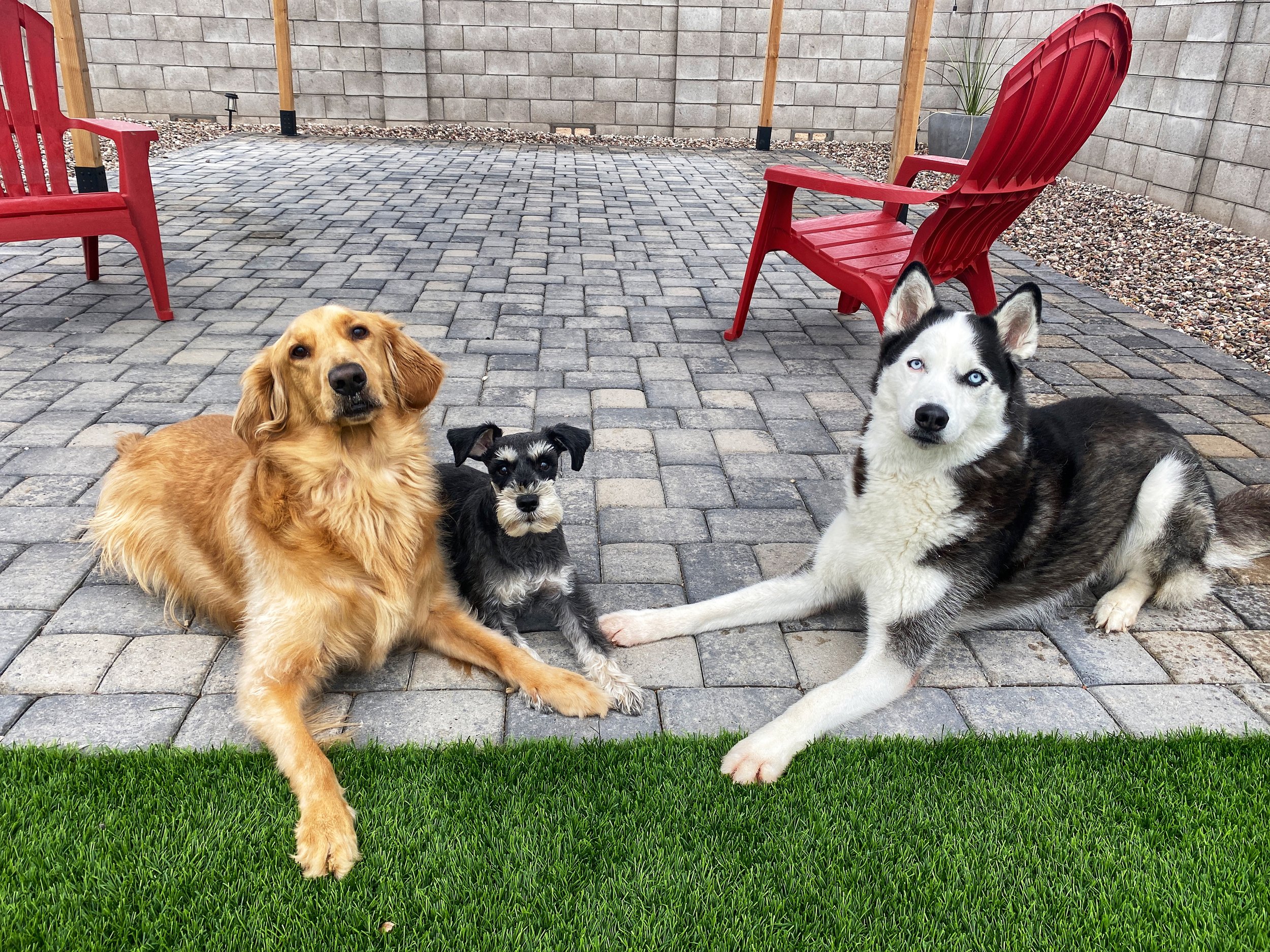 Three dogs, a golden retriever, a small black and white terrier, and a husky, lying on a paved patio with a patch of green grass in the foreground. There are red chairs and a potted plant in the background.