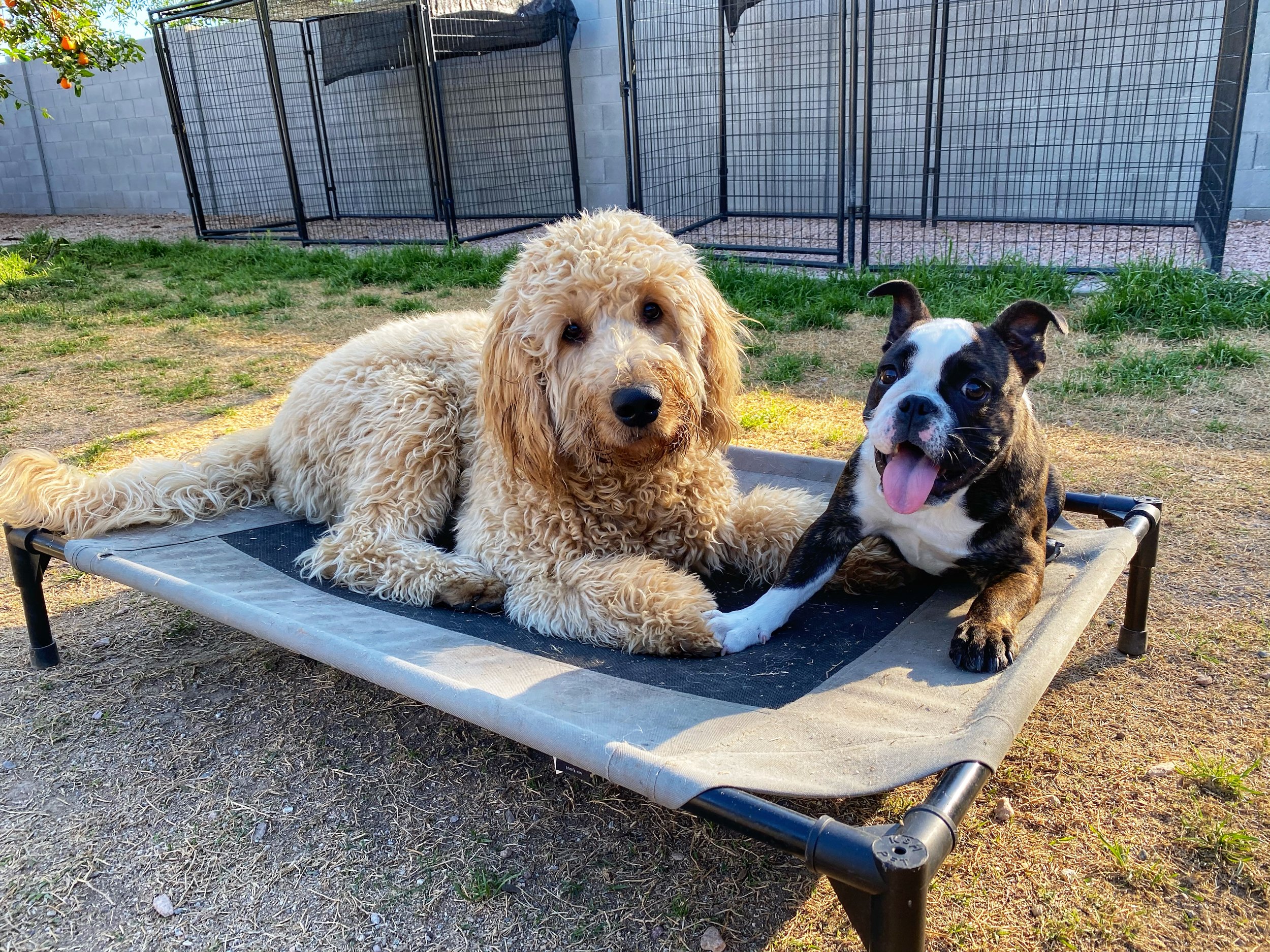 Two adorable dogs, a golden curly-coated retriever and a black and white Boston terrier, lying on a raised outdoor dog bed in a backyard with a chain-link fence in the background.