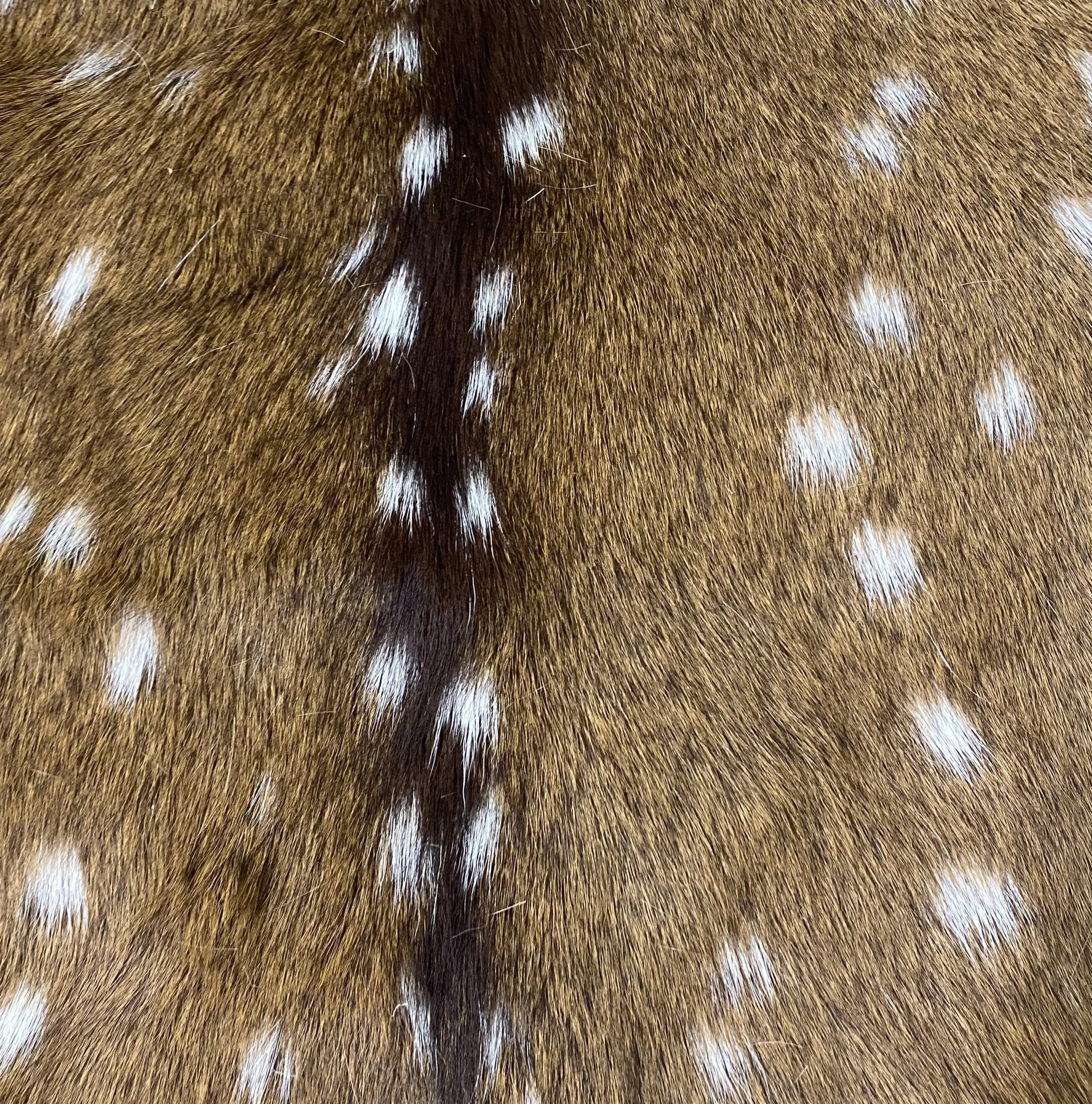 Axis Deer