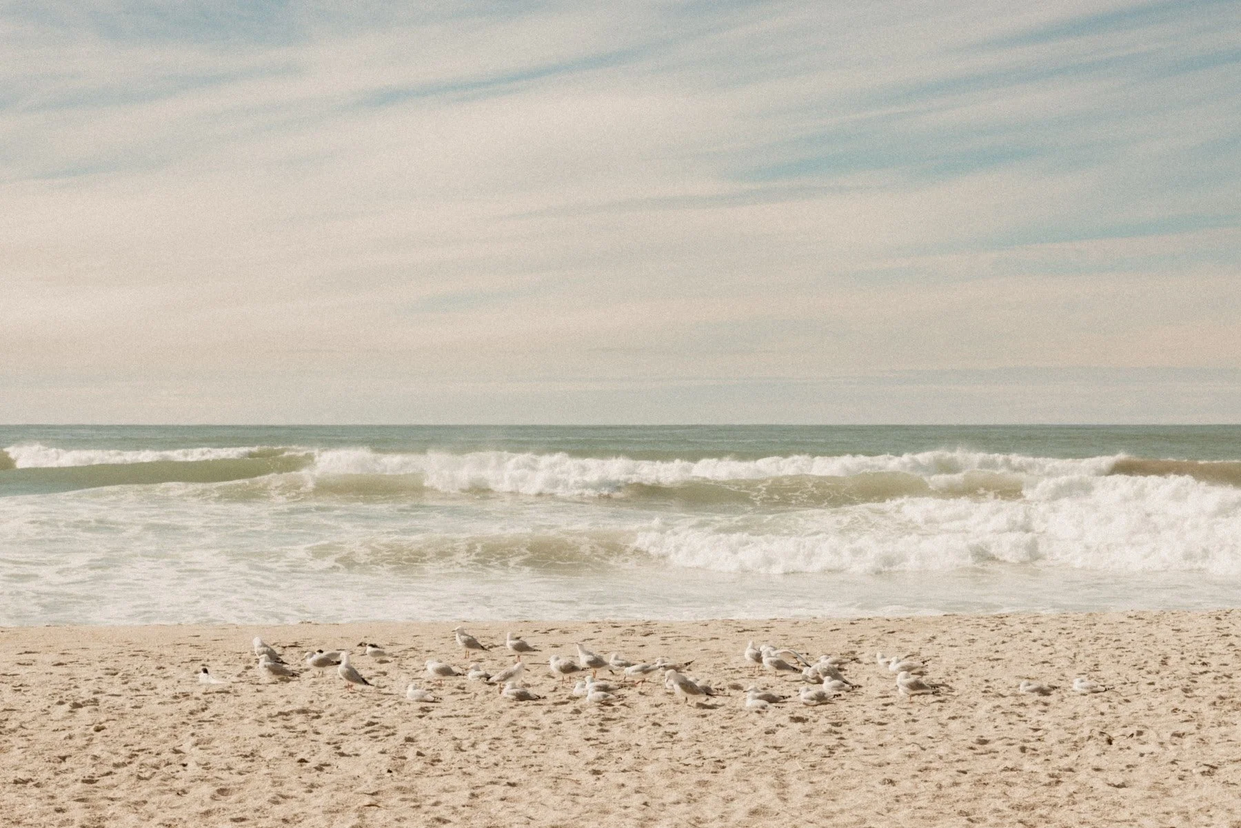 Seagulls on sandy beach with ocean waves and blue sky in the background.
