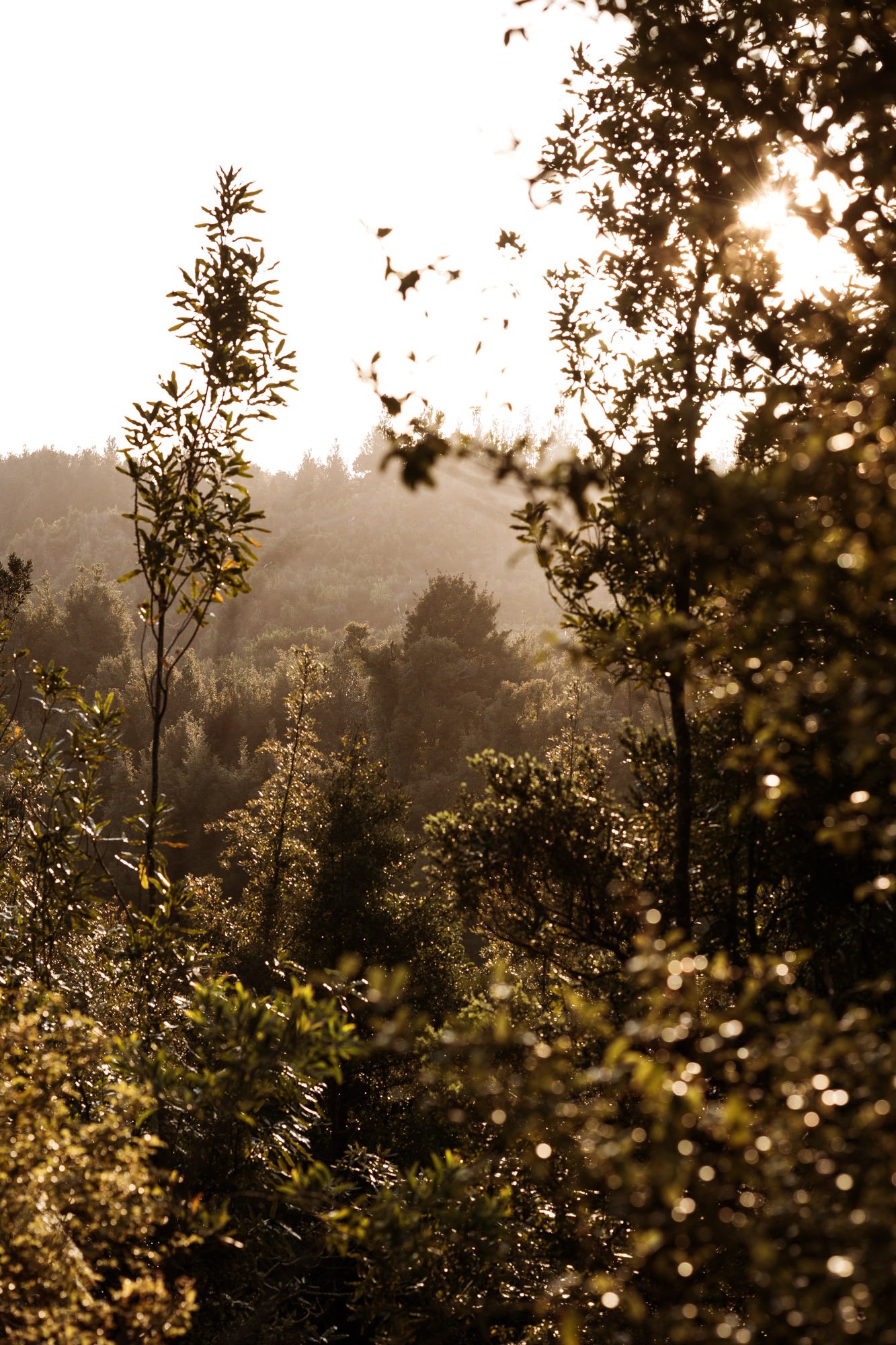 Tiny-Outlooks-kokako-retreat-Alice-Veysey-NZ lifestyle photographer-3120.jpg