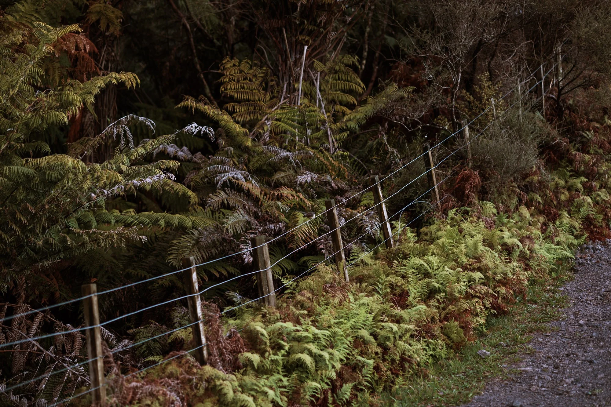 Tiny-Outlooks-kokako-retreat-Alice-Veysey-NZ lifestyle photographer-3153.jpg