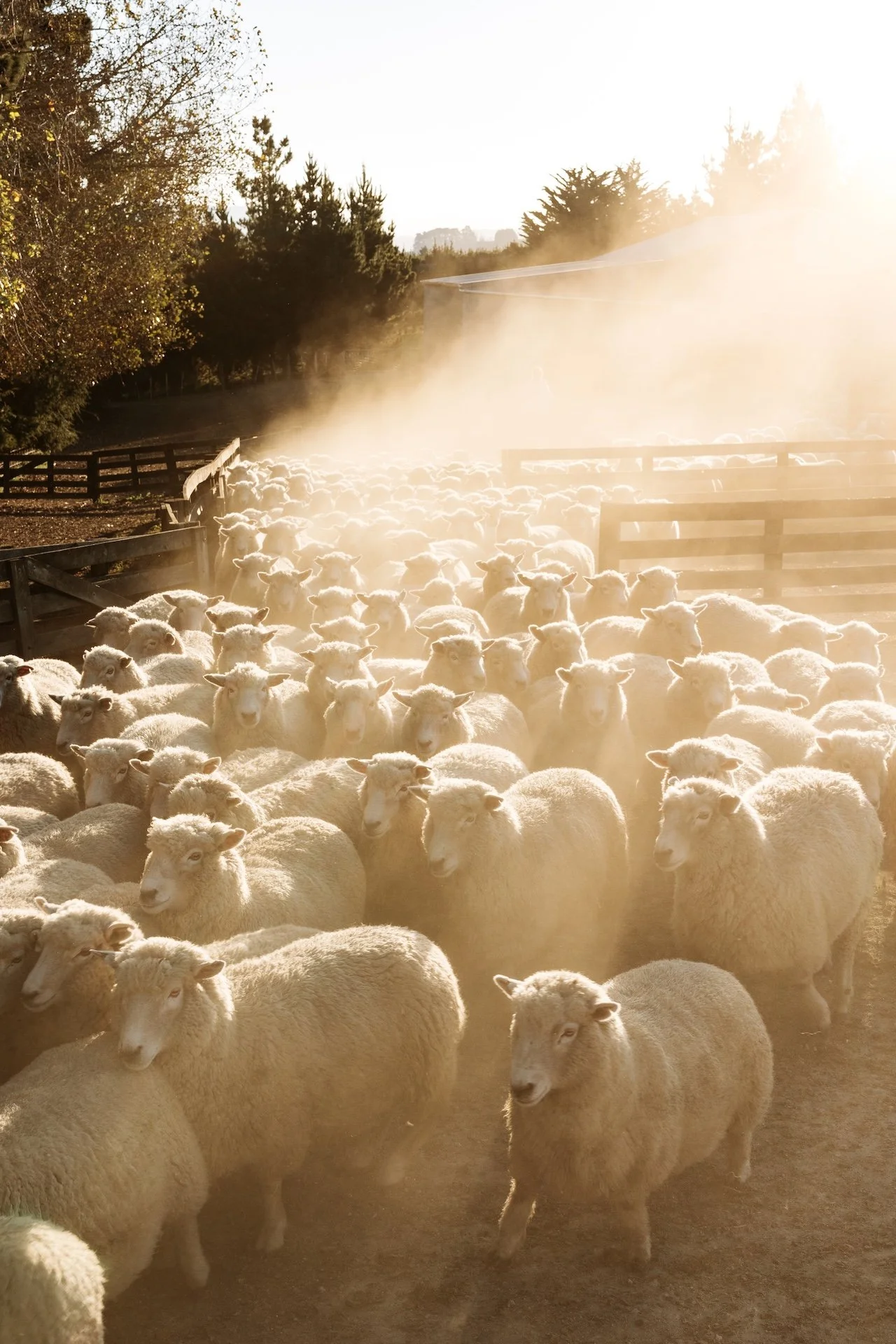 A large flock of sheep walking on a dirt path with the sun shining brightly and trees in the background. Lifestyle commercial photography.