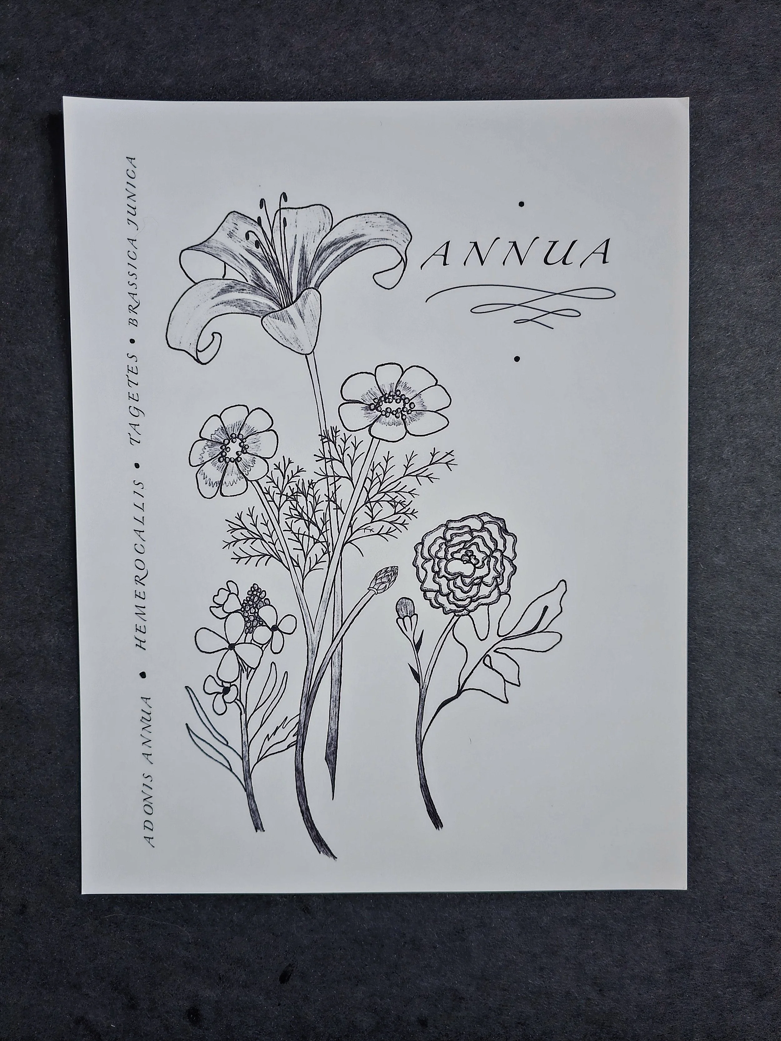 Adonis Annua Ink Print