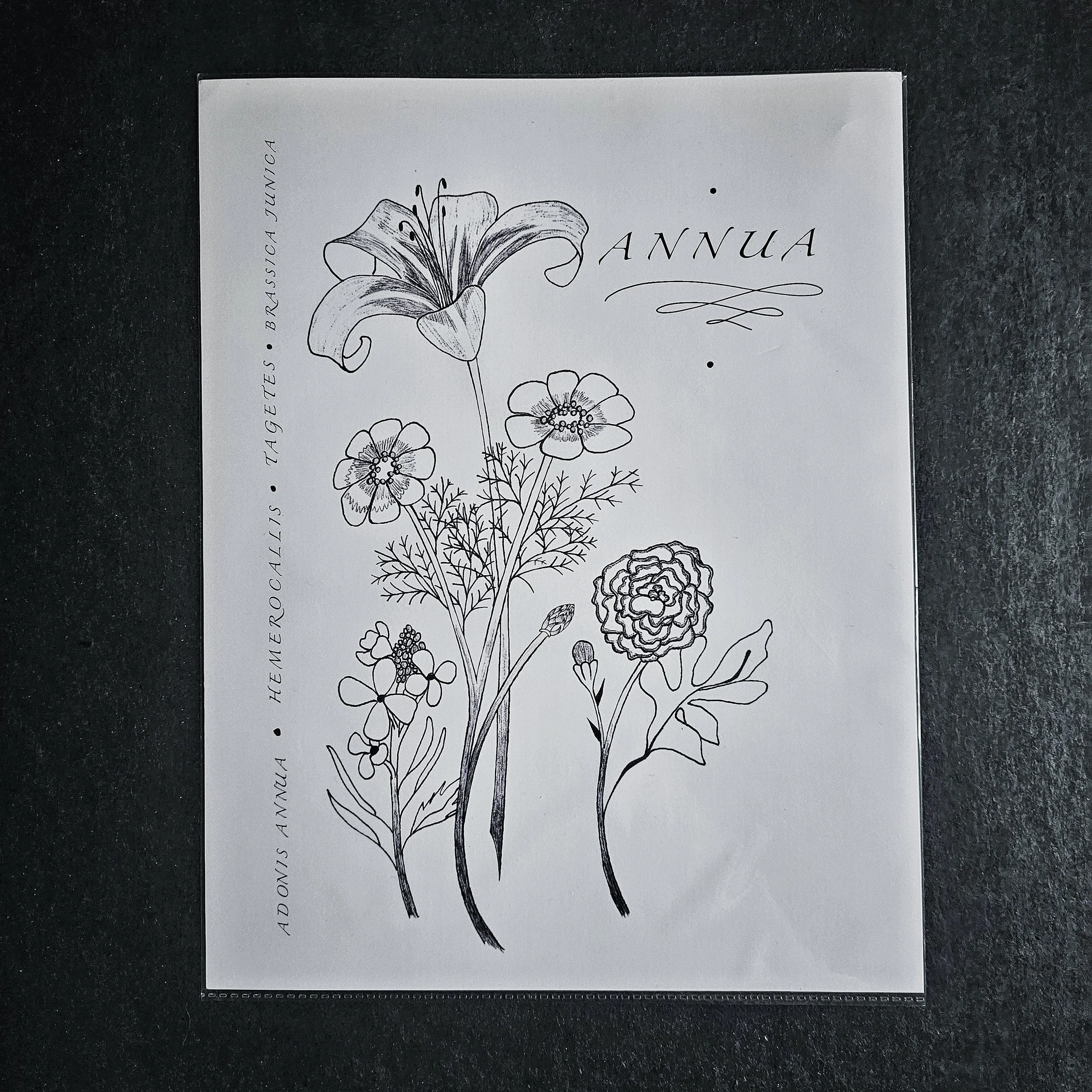 Adonis Annua Ink Print