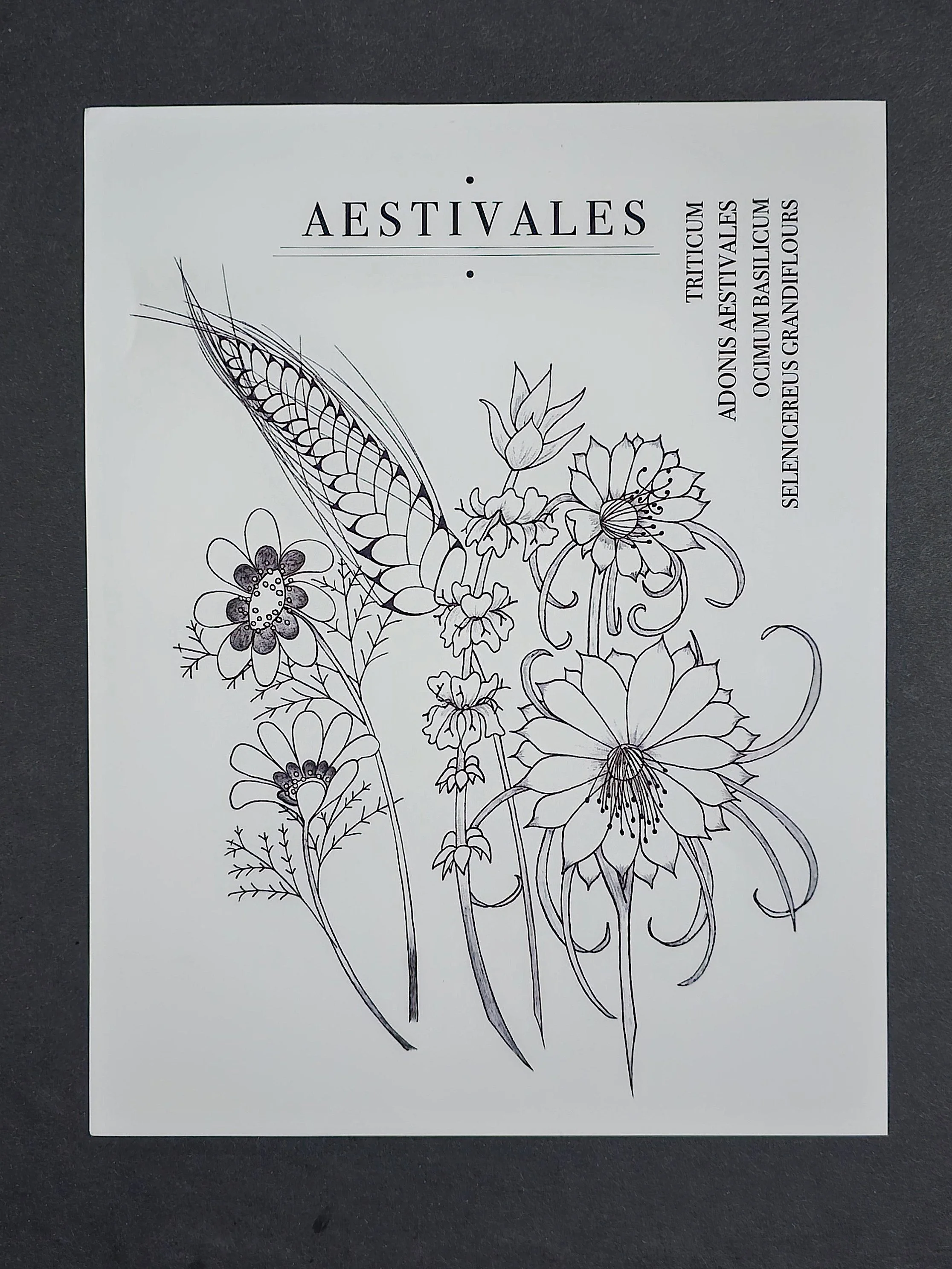 Adonis Aestivalis Ink Print