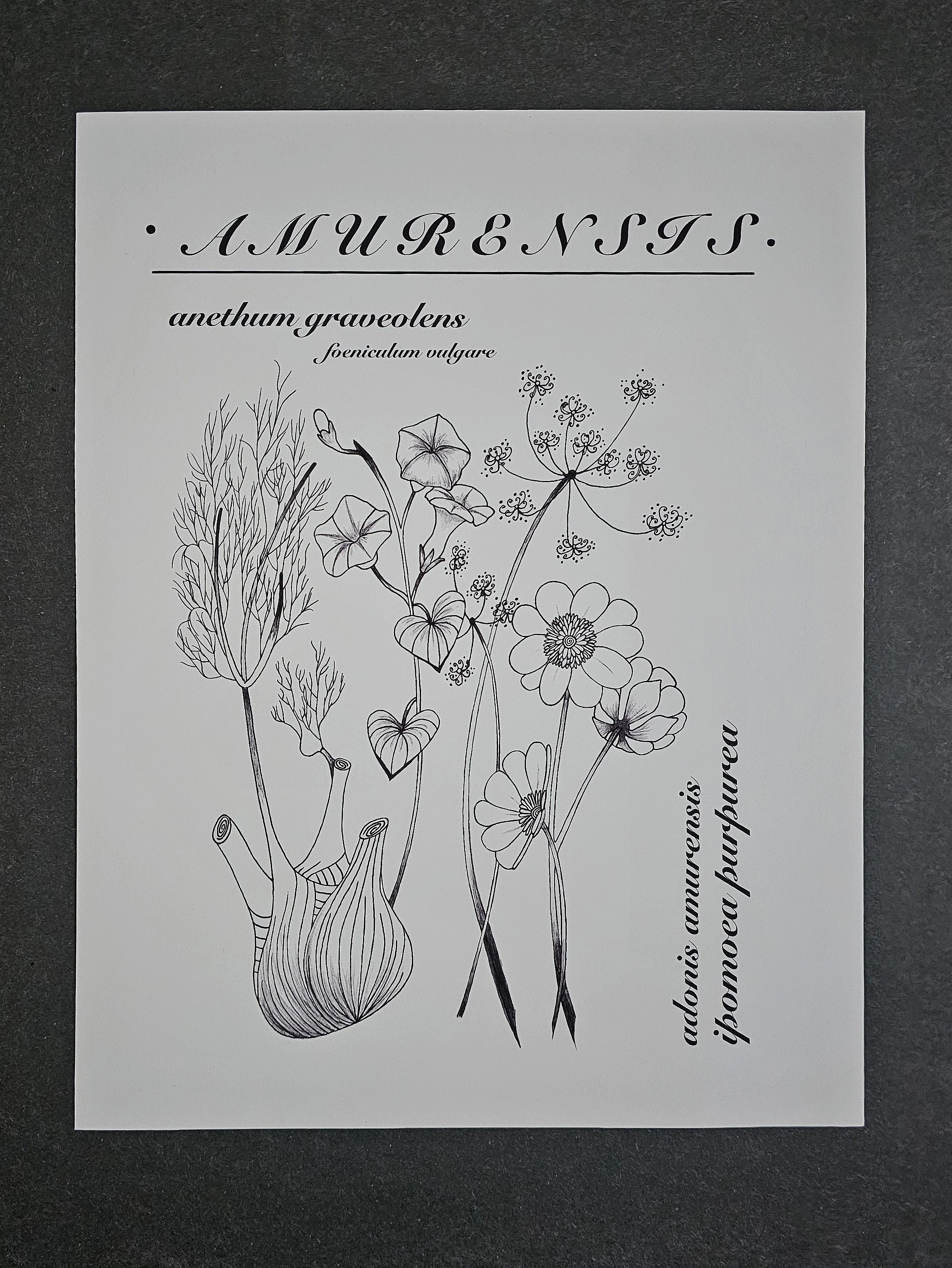 Adonis Amurensis Ink Print