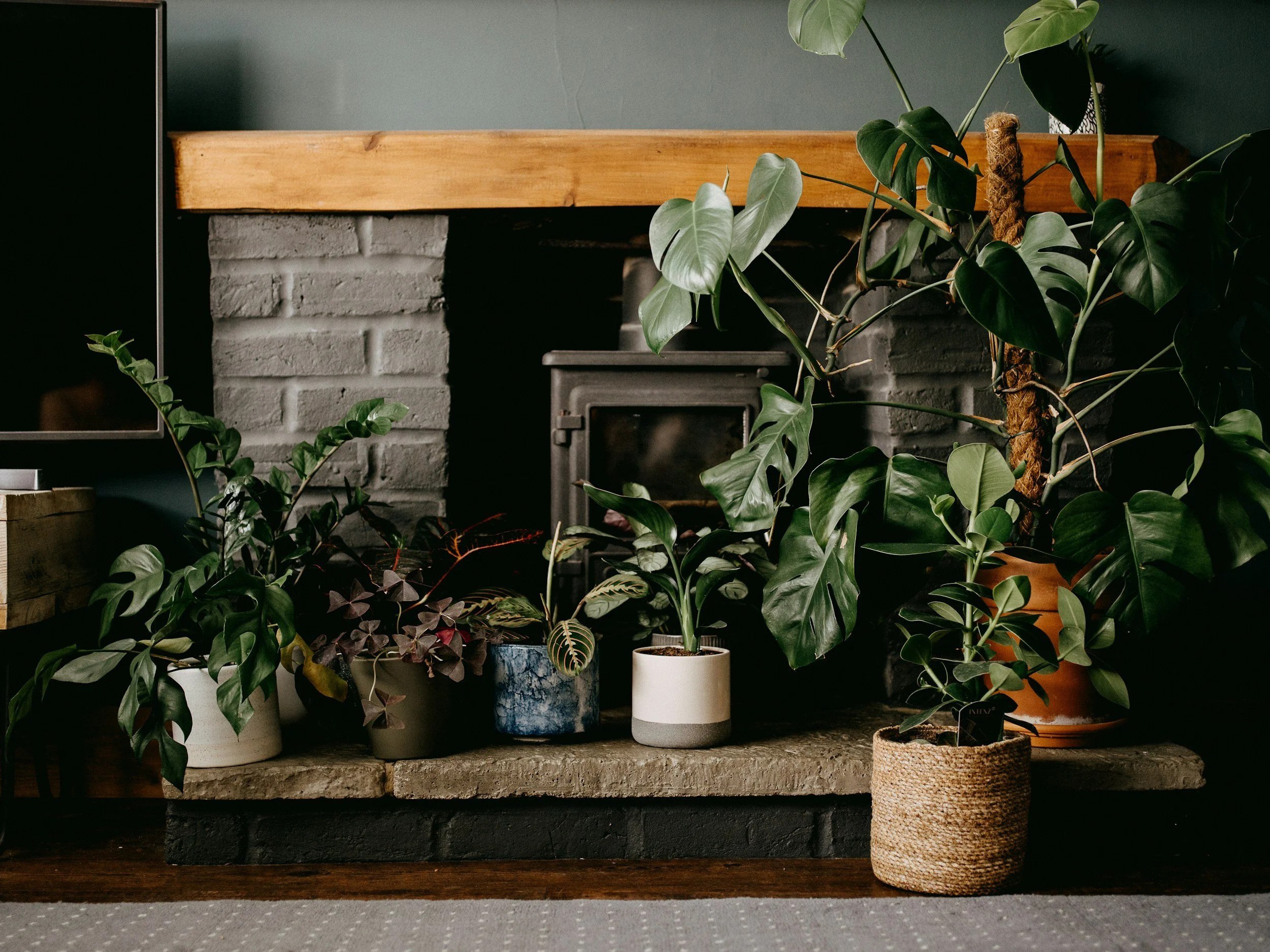 Beginner Houseplants That Are Hard to Kill (And What They Quietly Teach You)