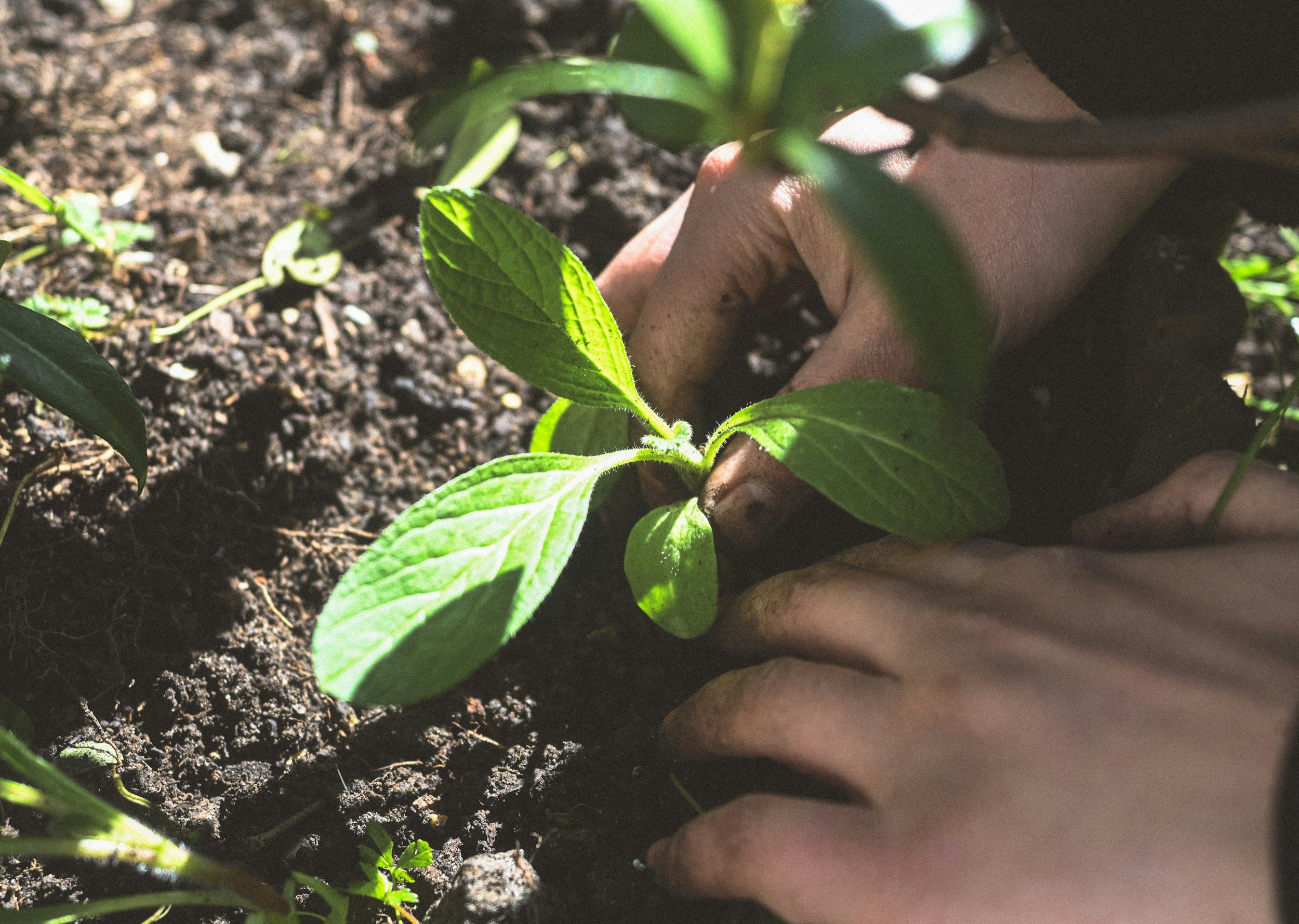 Una mano plantando una planta joven en tierra húmeda, rodeada de otras pequeñas plantas y hojas verdes.