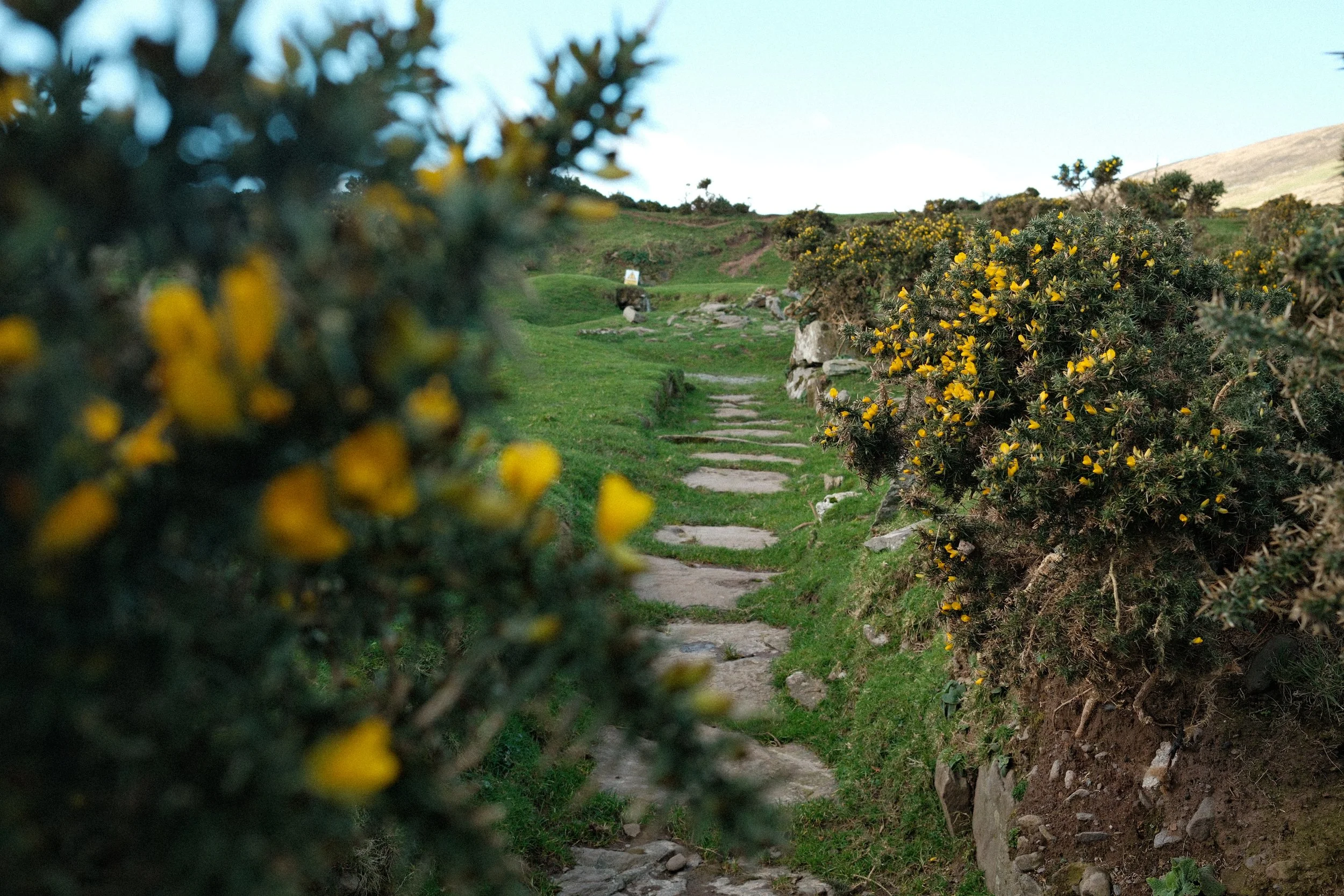A stone pathway through green grass, flanked by shrubs with yellow flowers, leads into a hilly landscape under a clear sky.