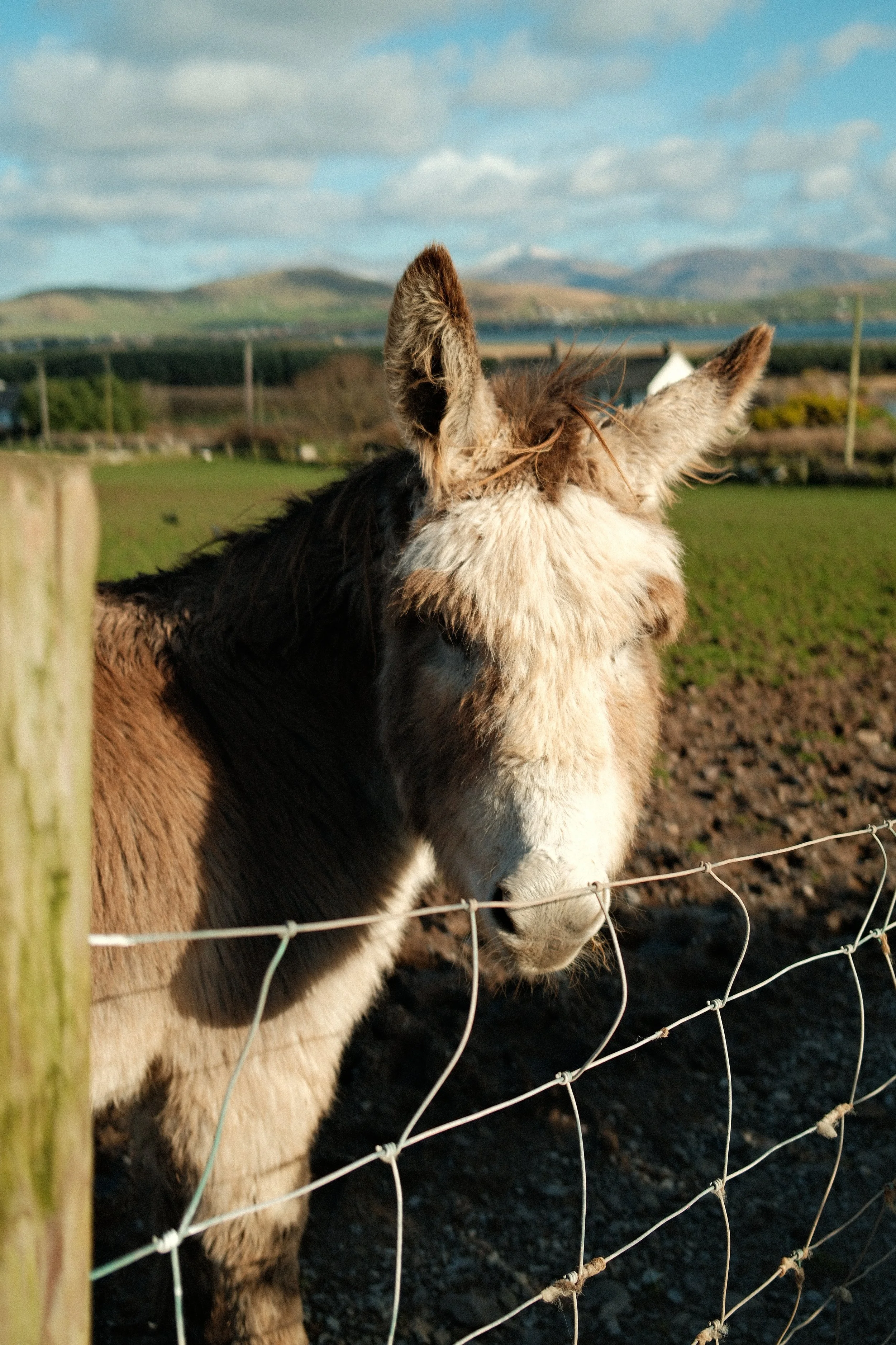 A donkey standing behind a wire fence on a farm with fields and mountains in the background.