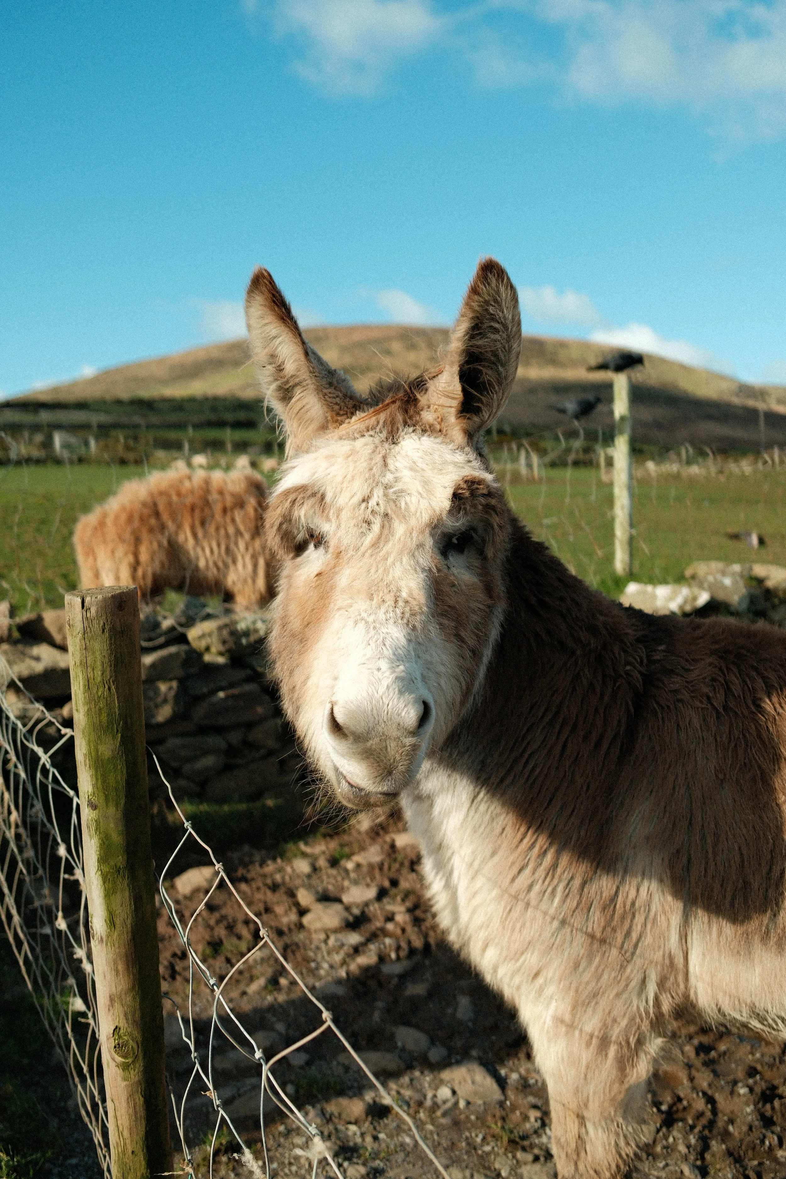 Close-up of a donkey behind a wire fence with rocky ground, with a hill in the background under a partly cloudy sky.