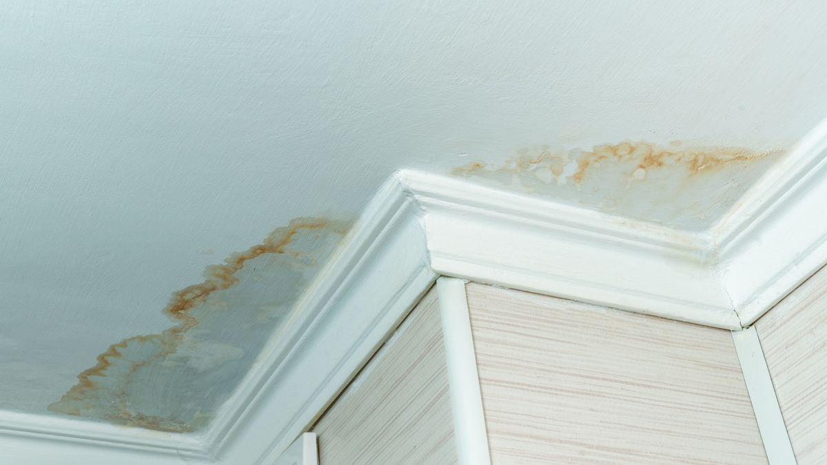 Ceiling with water damage and mold stains near white crown molding.