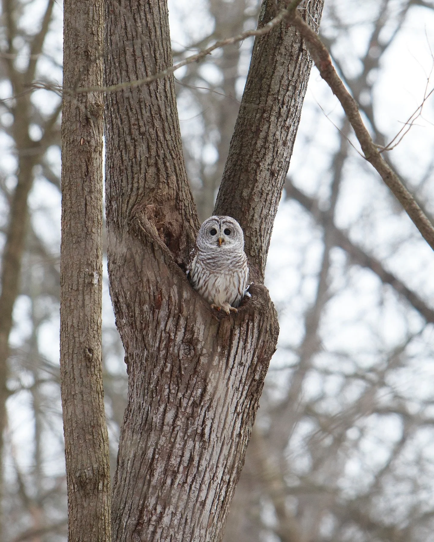 Grateful to see an adorable Barred Owl close to home lately. 🤍 #jacksonmi #barredowl #puremichigan