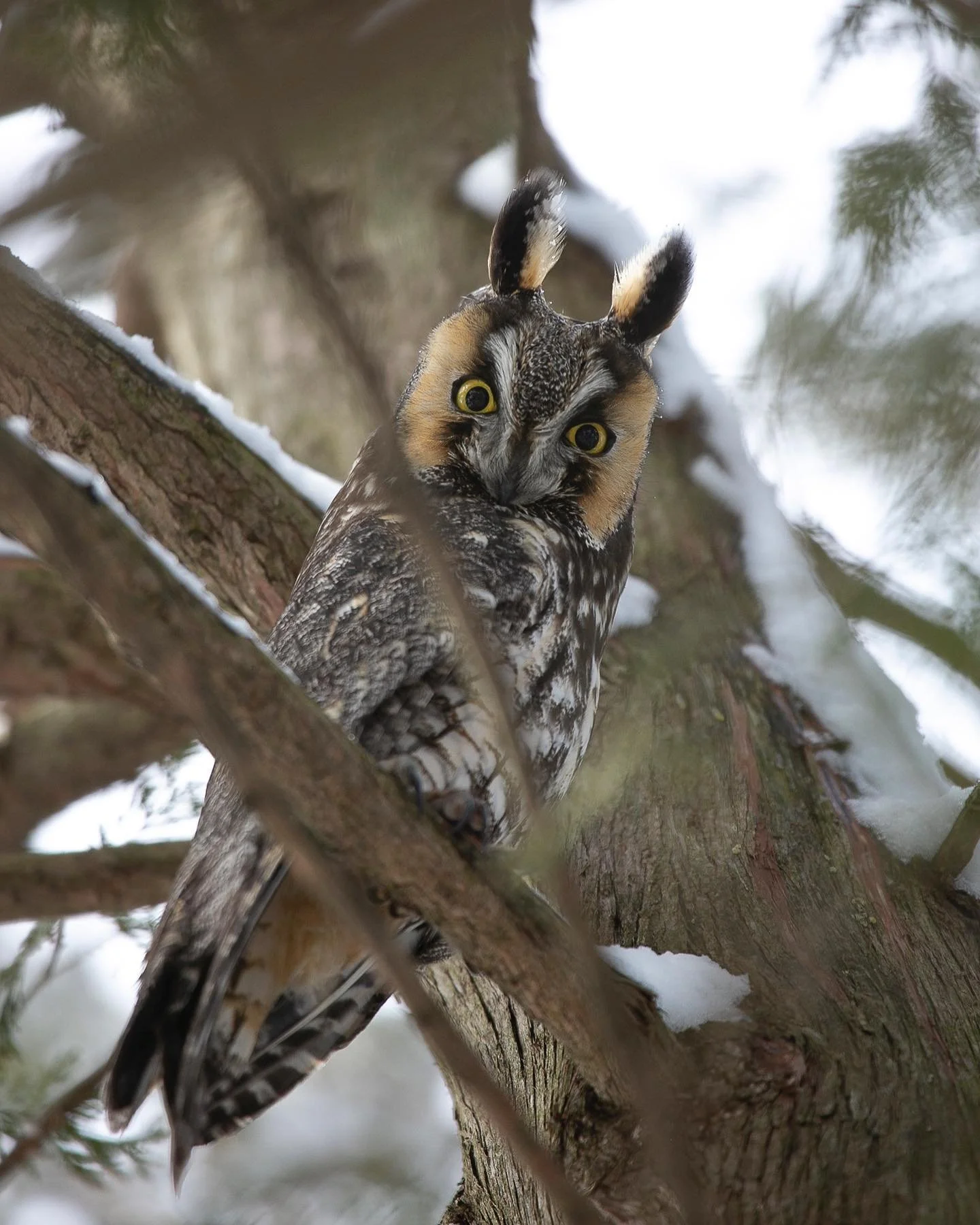 Today was the first day in a couple weeks I haven&rsquo;t been able to spot our friend&hellip; but there was also a ton of snow! Still really grateful it&rsquo;s hung around so long, I never really feel alone. ❤️  #bittersweet #longearedowl #iwishico
