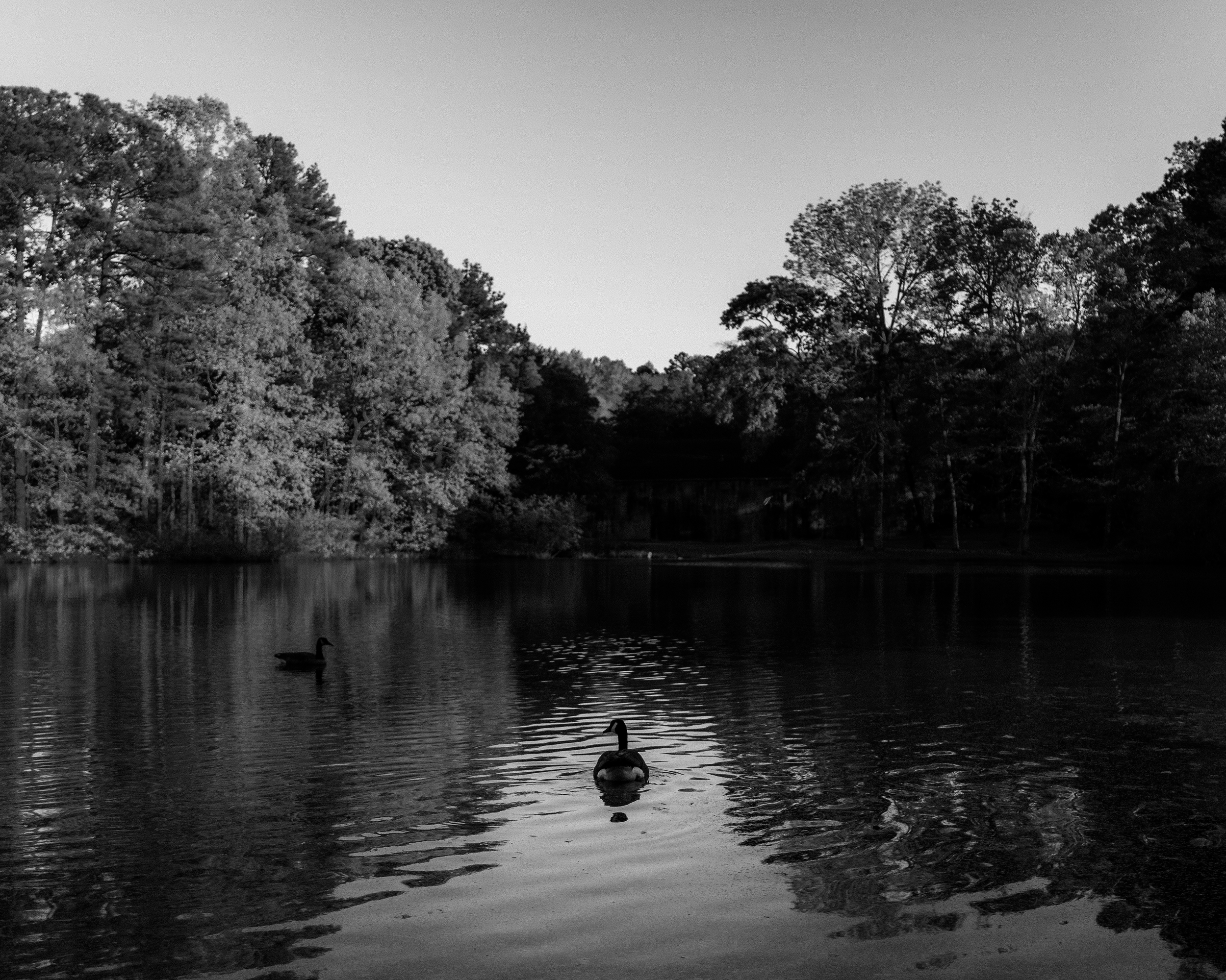 Black and white photo of a lake with two ducks swimming, surrounded by trees under a clear sky.