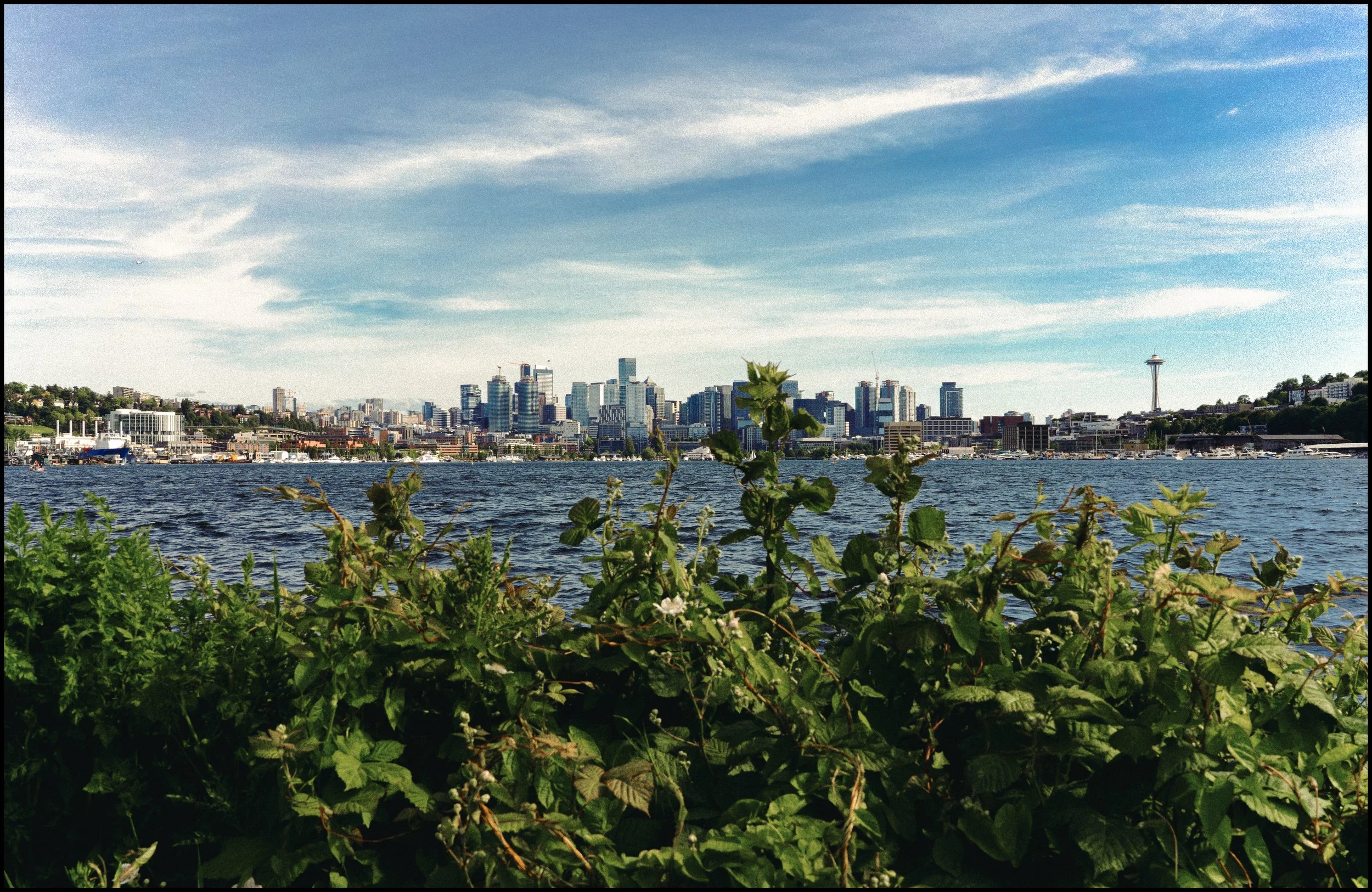 View of Seattle skyline across a body of water, with green foliage in the foreground and partly cloudy sky