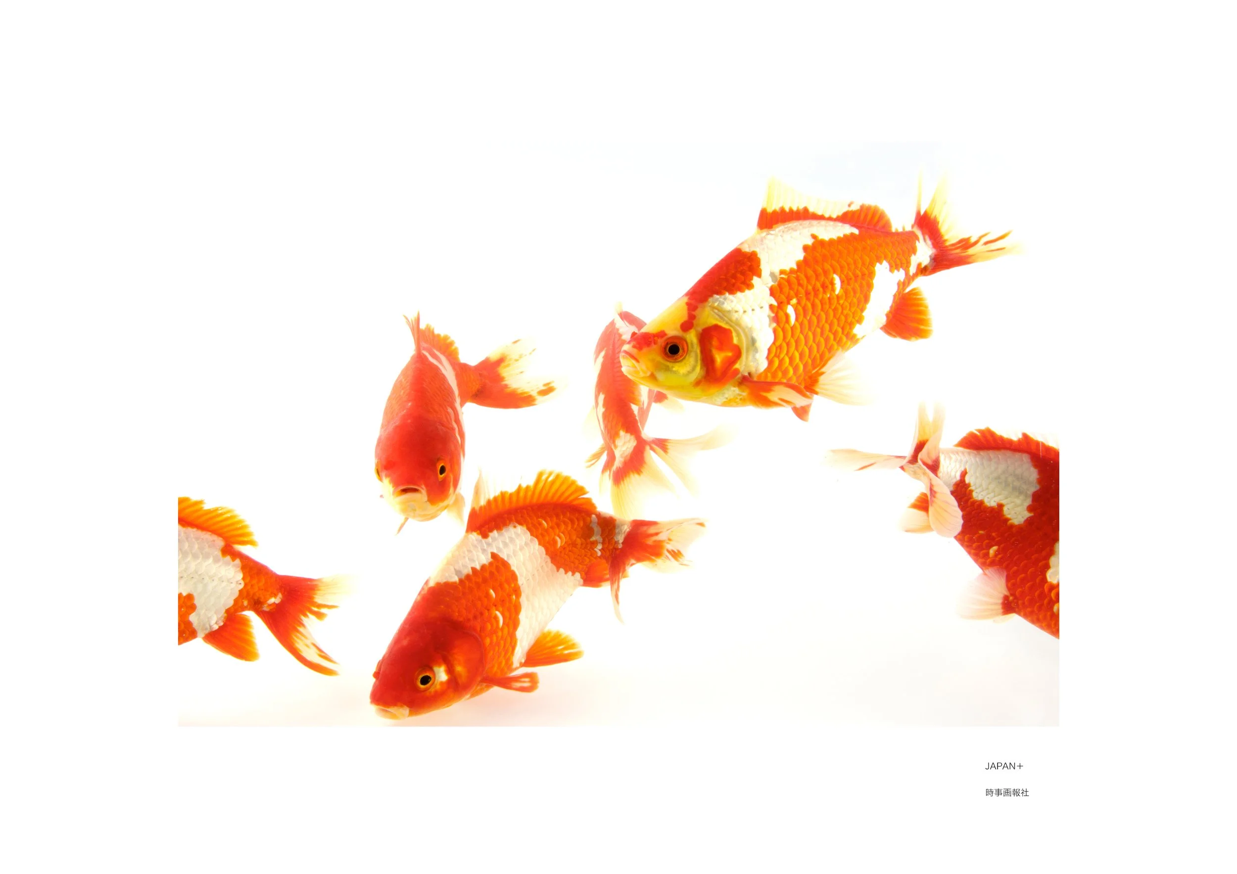 Small animal_010.jpg