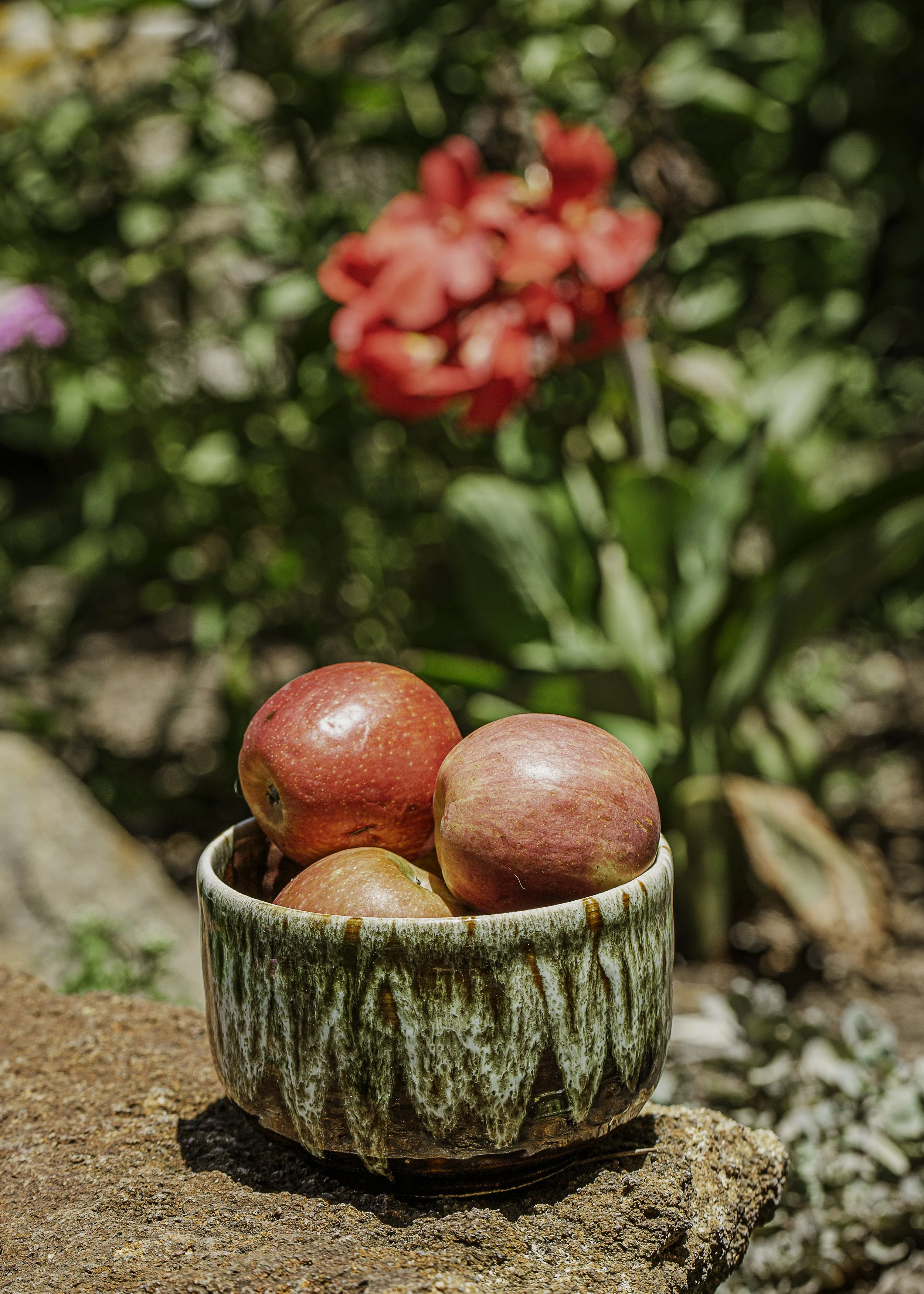 A ceramic bowl with three red and yellow apples inside, placed on a large rock outdoors with green foliage and red flowers in the background.