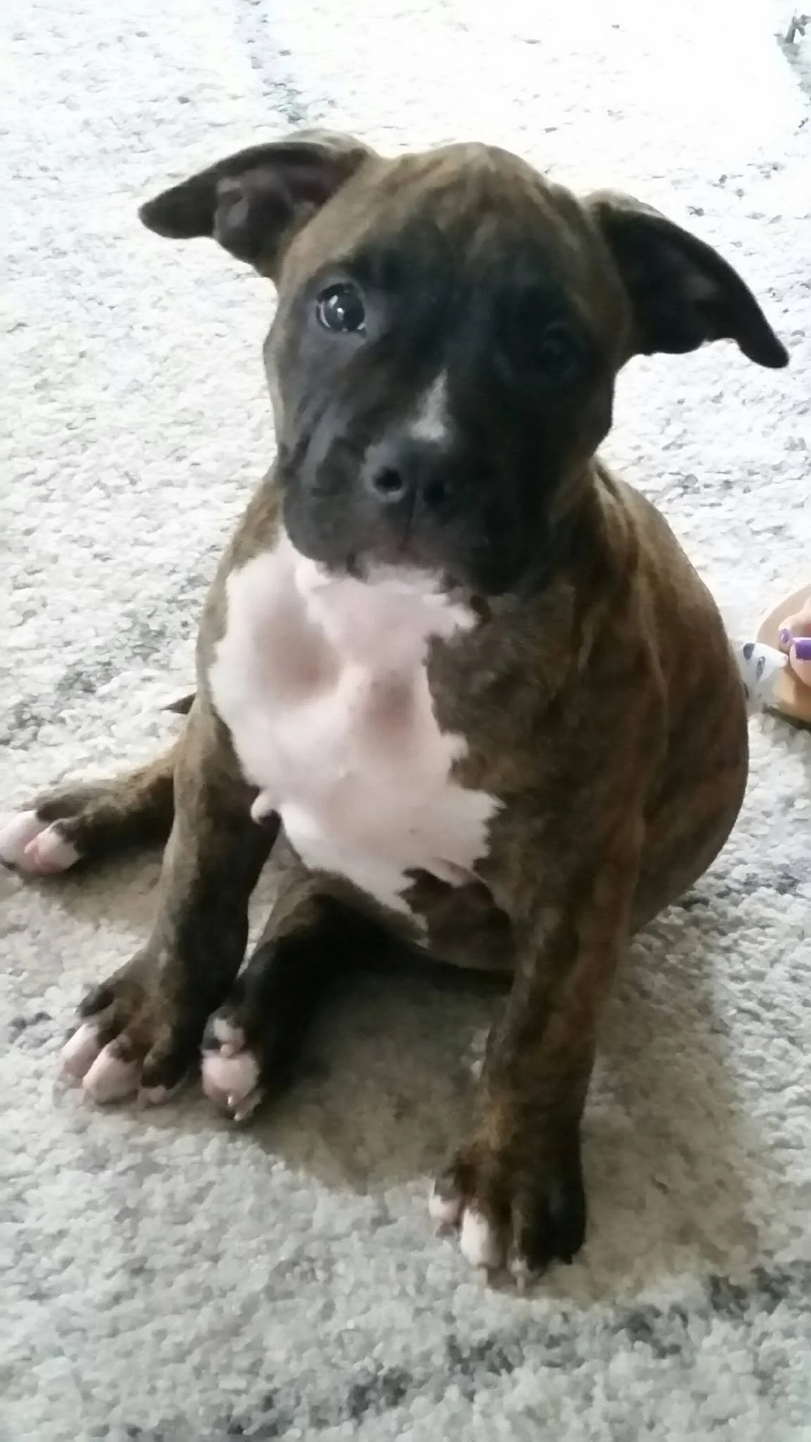 Brindle and white puppy with one ear flopped and the other ear upright, sitting on a beige carpet.