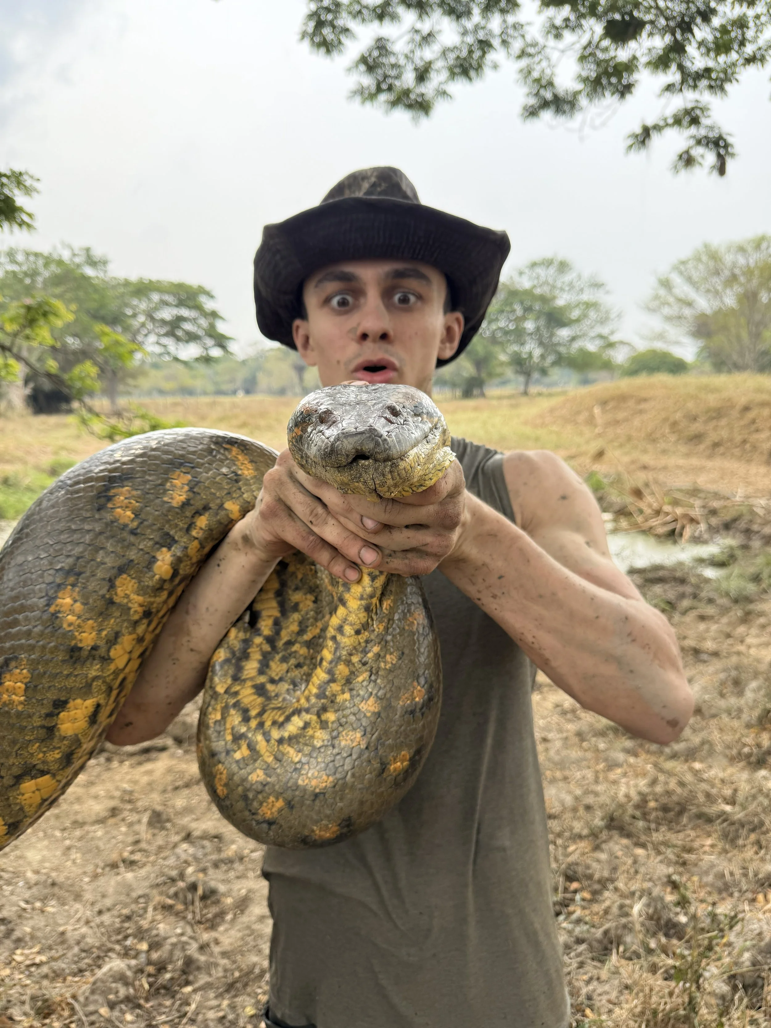 Reptile educator helping relocate an anaconda snake
