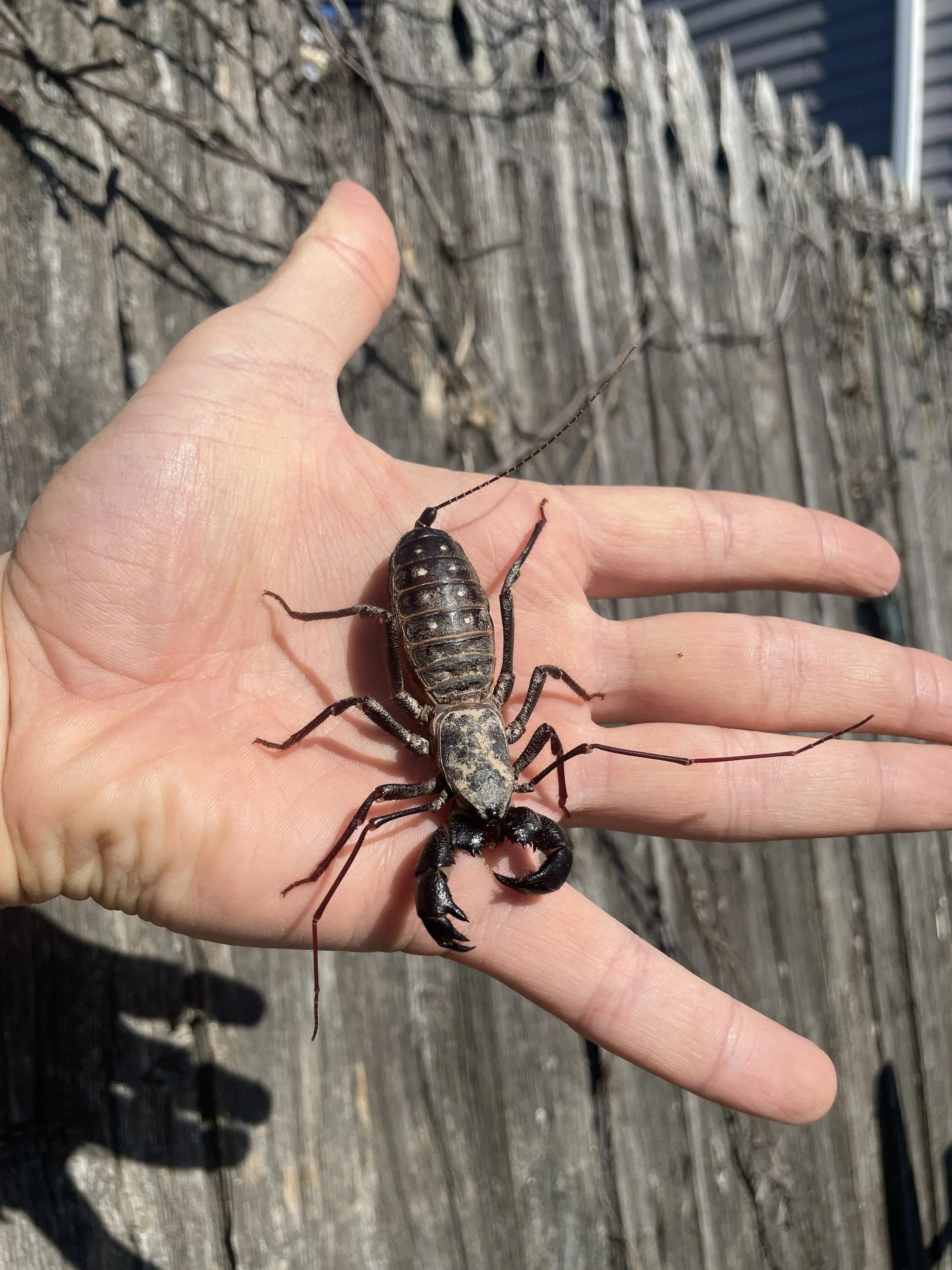 A person holding a large black scorpion with a segmented tail and pincer claws. The background shows a weathered wooden fence and part of a building.