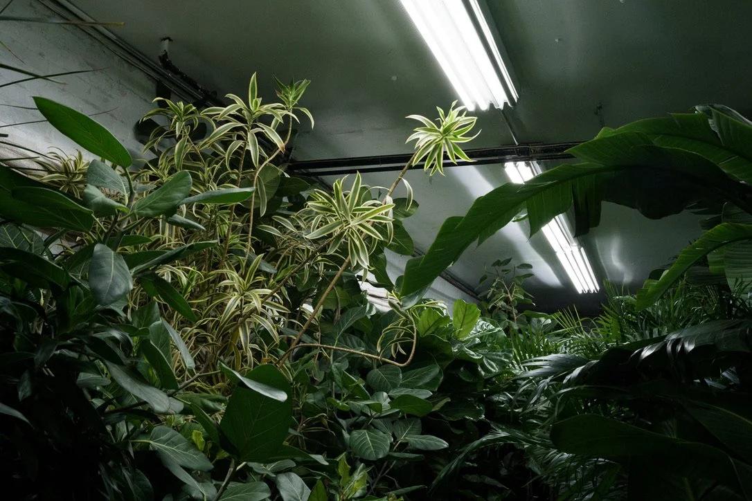 A Dracaena Reflexa reaches toward a fluorescent light in the Manhattan’s Flower District. This tree is native to Mozambique, Madagascar, Mauritius, and other nearby islands of the Indian Ocean.