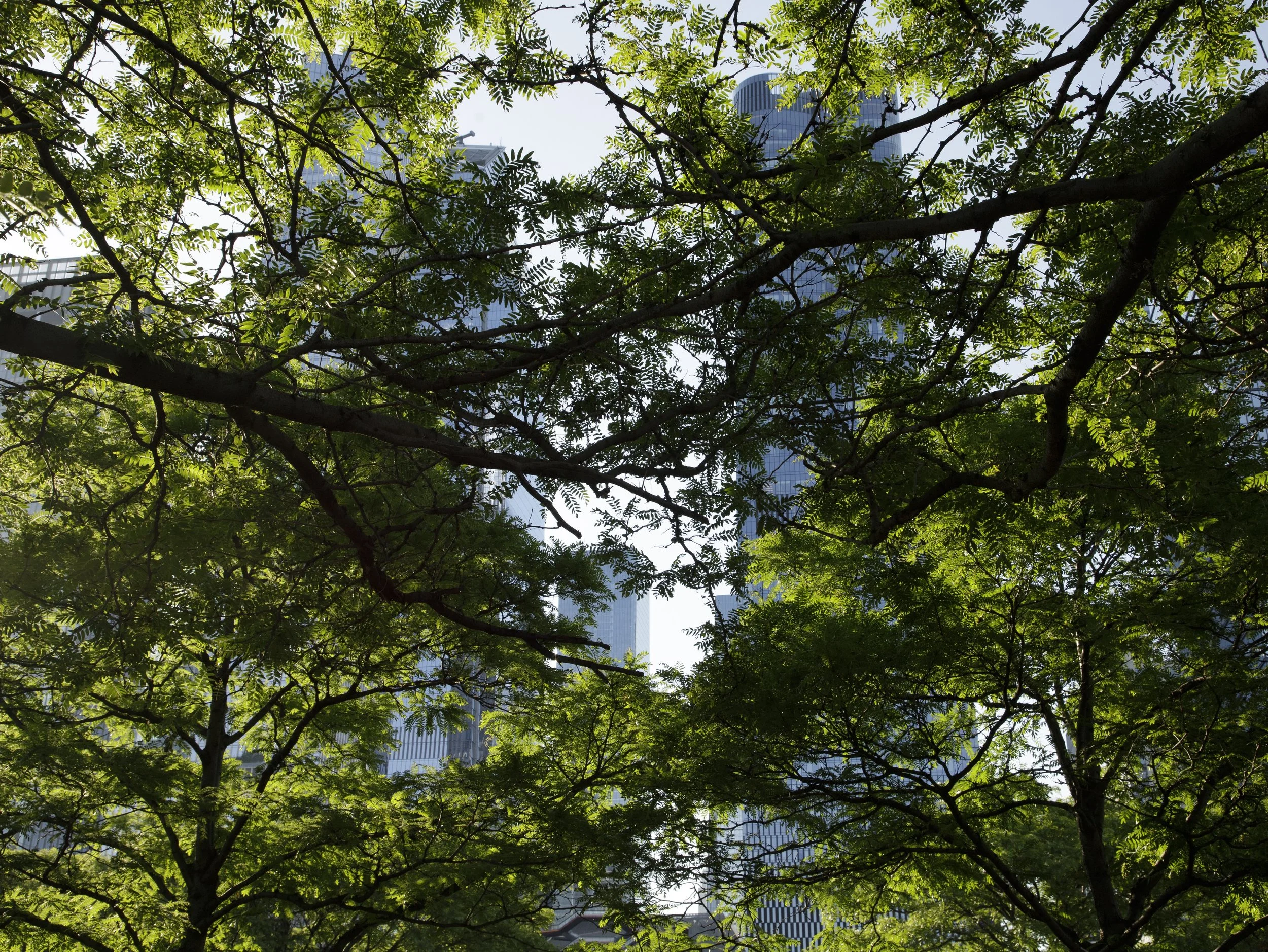 Below the towers of Hudson Yards, a canopy awaits the morning sun in Hudson River Park.
