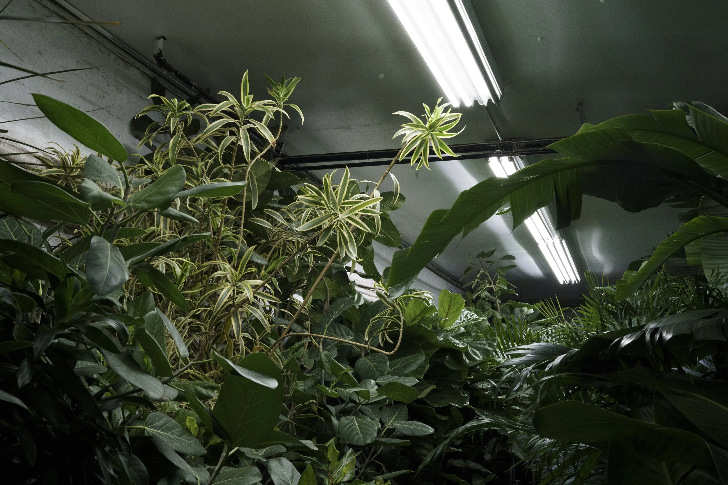 A Dracaena Reflexa reaches toward a fluorescent light in the Manhattan’s Flower District. This tree is native to Mozambique, Madagascar, Mauritius, and other nearby islands of the Indian Ocean.
