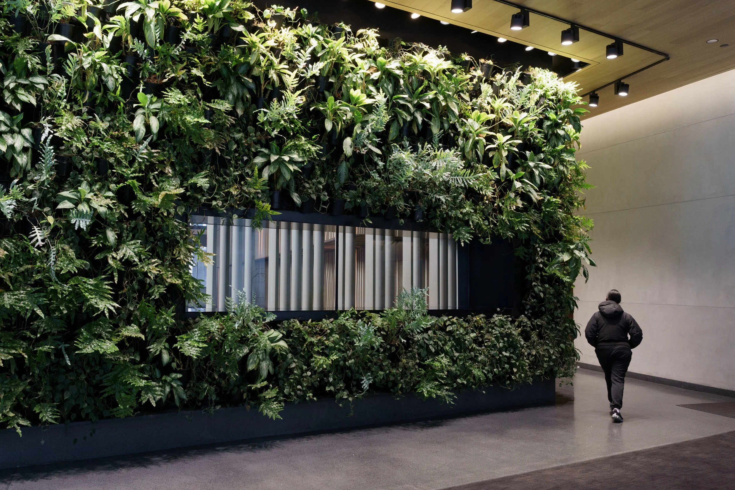 A plant wall in the Lower East Side.  Most American houseplants originate from tropical or subtropical climates and have adapted to indoor conditions.