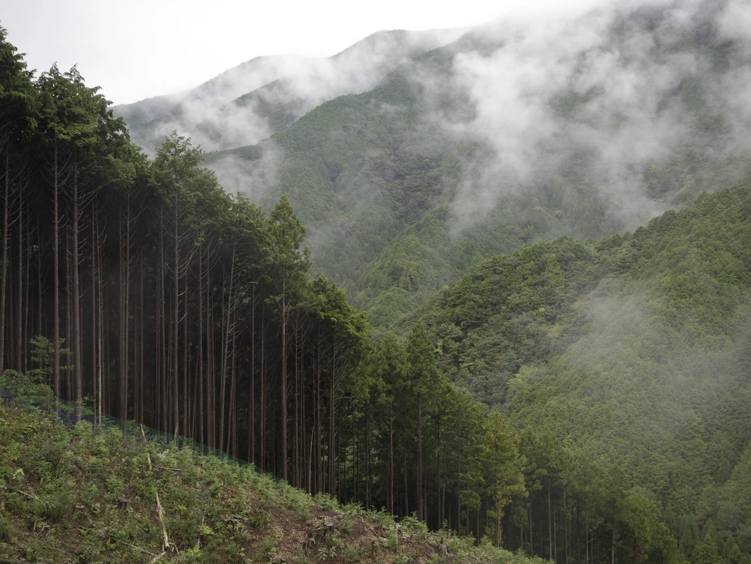 Clearcut, Honshu, Nakahechichodoyukawa, Tanabe, Wakayama 