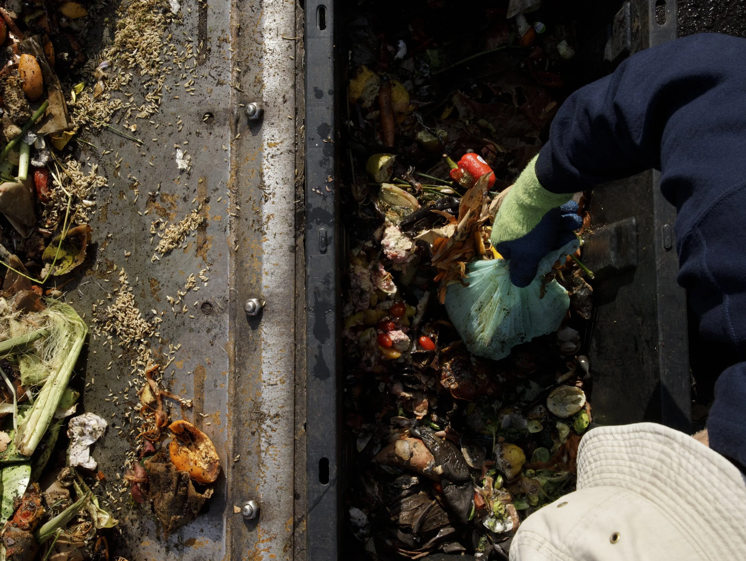 David pulls a plastic bag from
an intake bin. To prevent plastics and other non-organics from entering the compost,
each bin must be sorted through by hand.