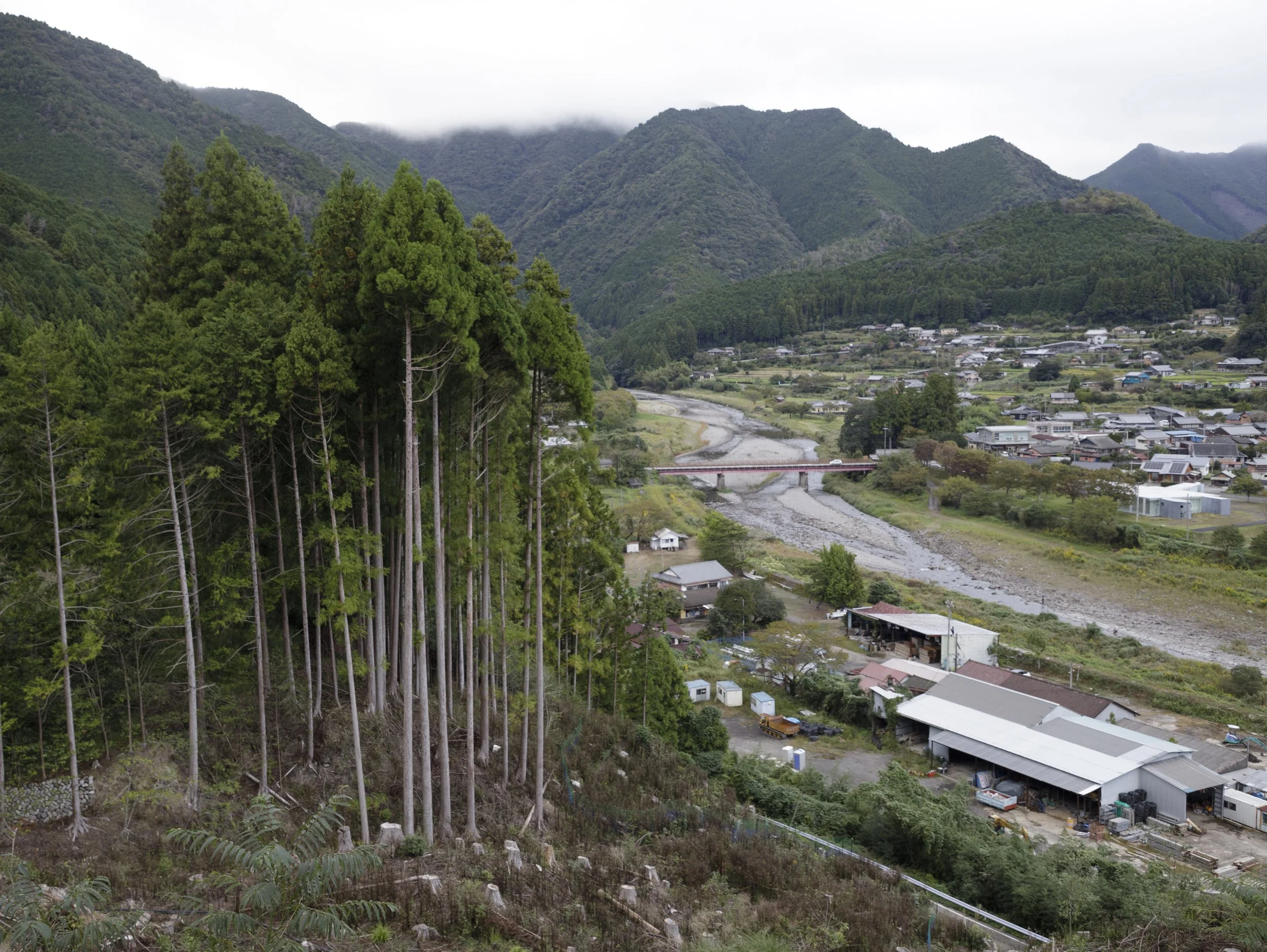 Clearcut edge, Nakahechichochikatsuyu, Tanabe, Wakayama