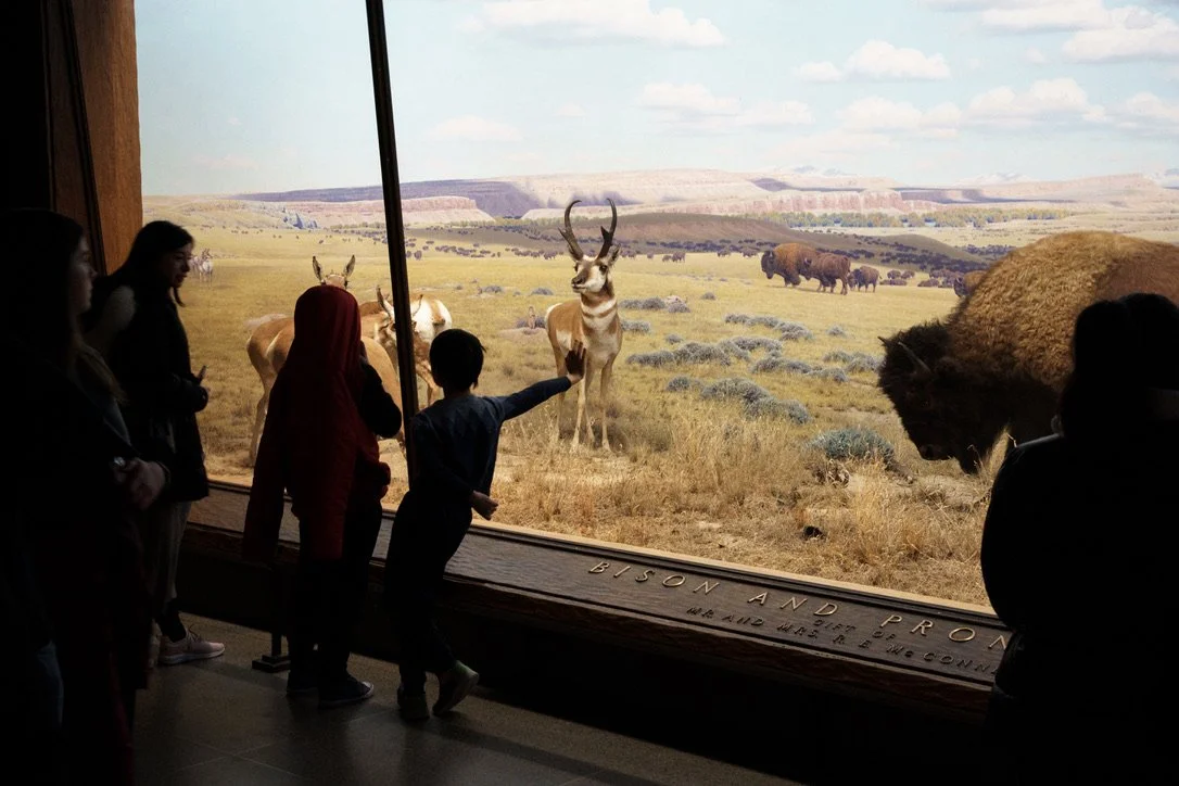 A child leans against a glass pane in the North America wing of the Natural History Museum. This diorama is set in the mid-1800s before the ‘great slaughter’ reduced bison populations from 60-70 million to just a few thousand in the 1880s.