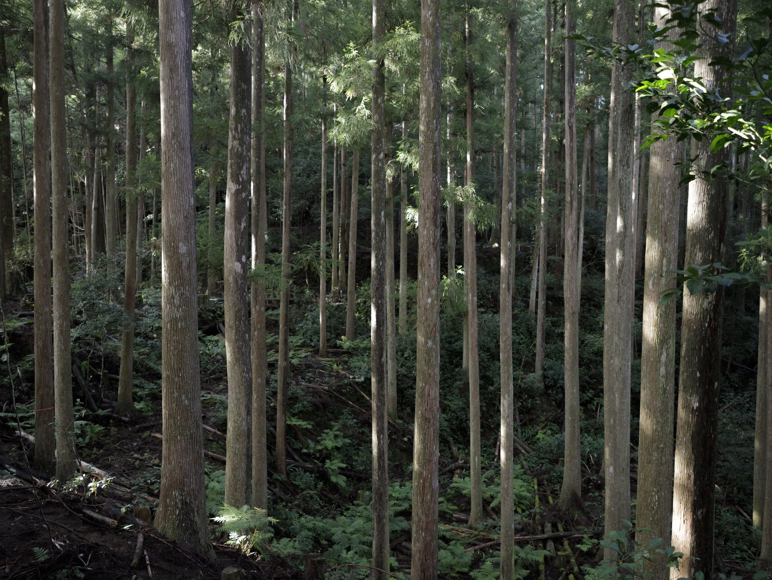 Managed forest, Honshu, Kumanogawachokaminagai, Shingu, Wakayama
