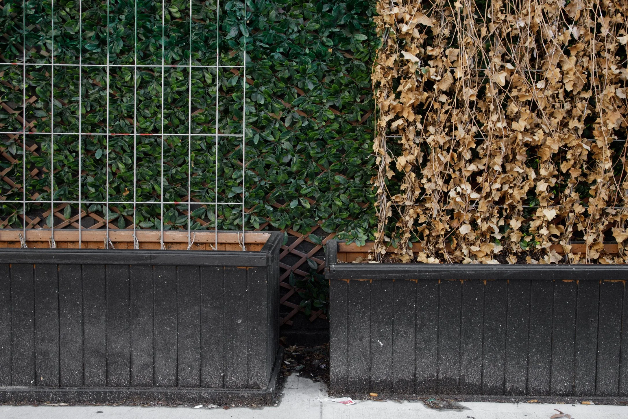 Plant boxes sit in front of a plastic leaf wall on East 4th Street.