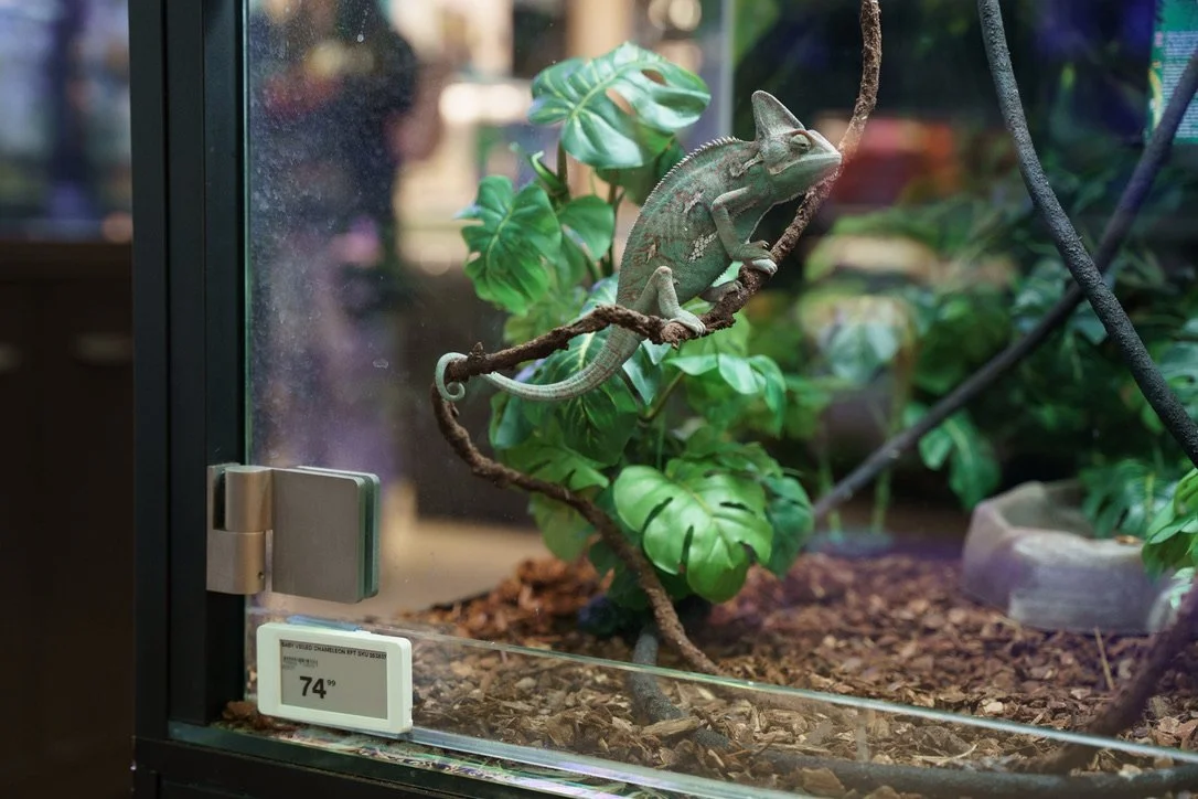 A veiled chameleon on sale across from Union Square. This species of chameleon is native to the Arabian Peninsula in Yemen and Saudi Arabia.