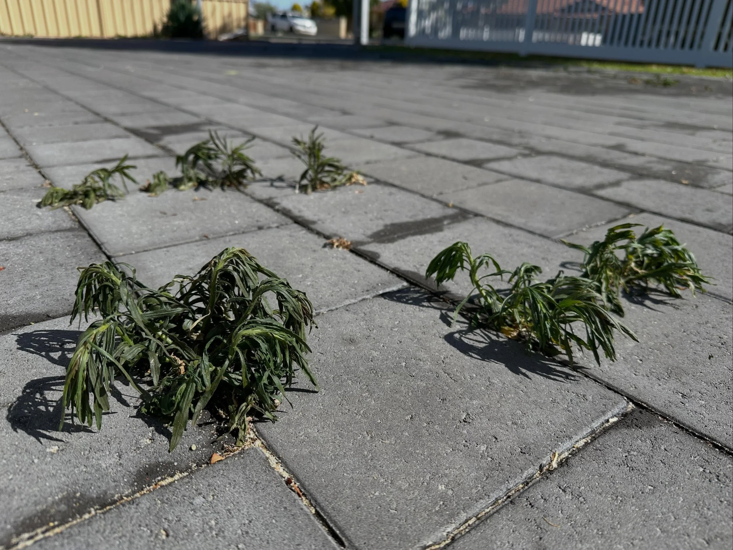 No chemicals. No harsh sprays. Just the power of steam. ♨️🌱

Steam weeding is an eco-friendly way to control weeds around homes, businesses, paths and gardens &mdash; helping reduce chemical use while still getting great results.

Perfect for:
&bull