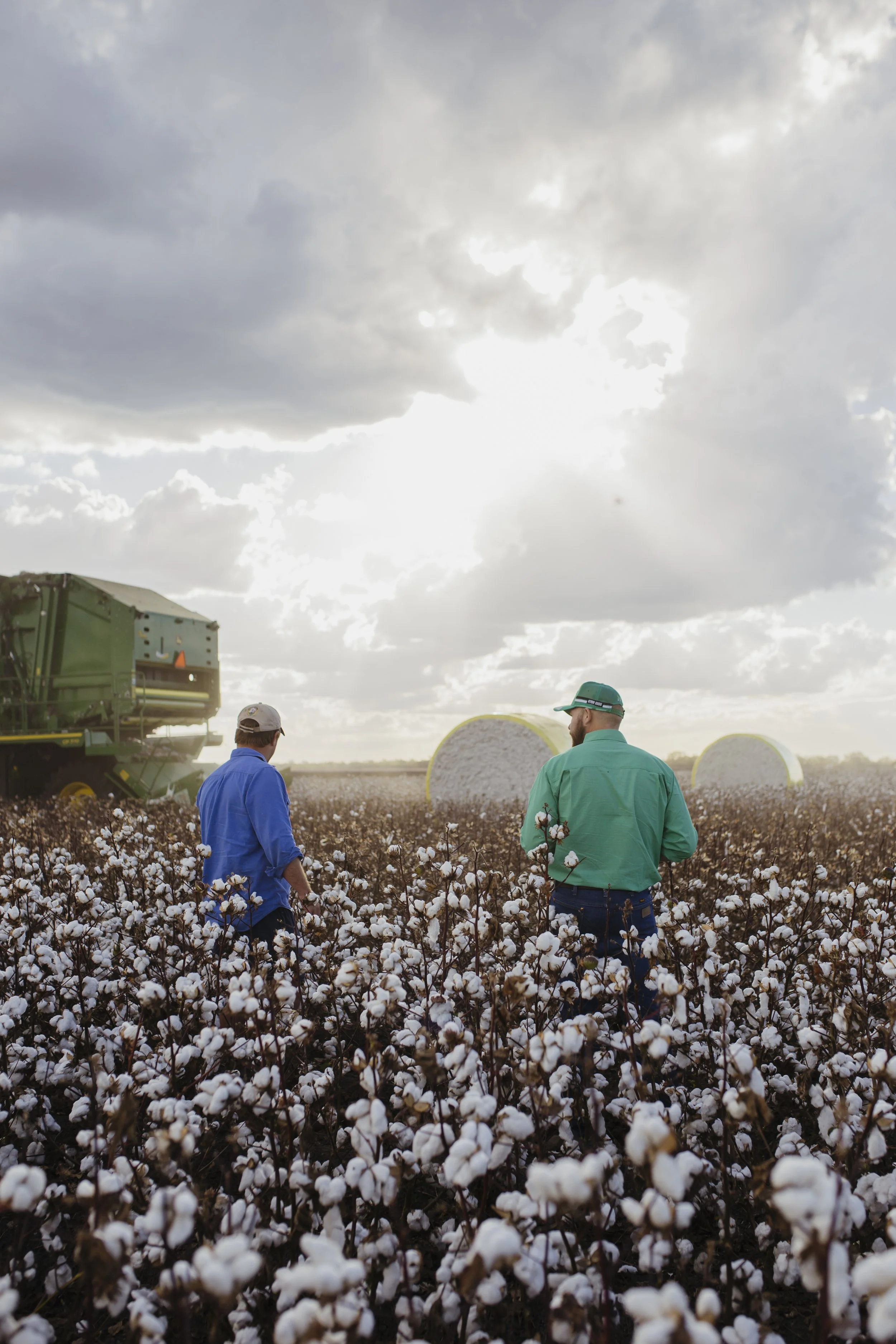 two men in cotton field as cotton picker drives  by at sunset 