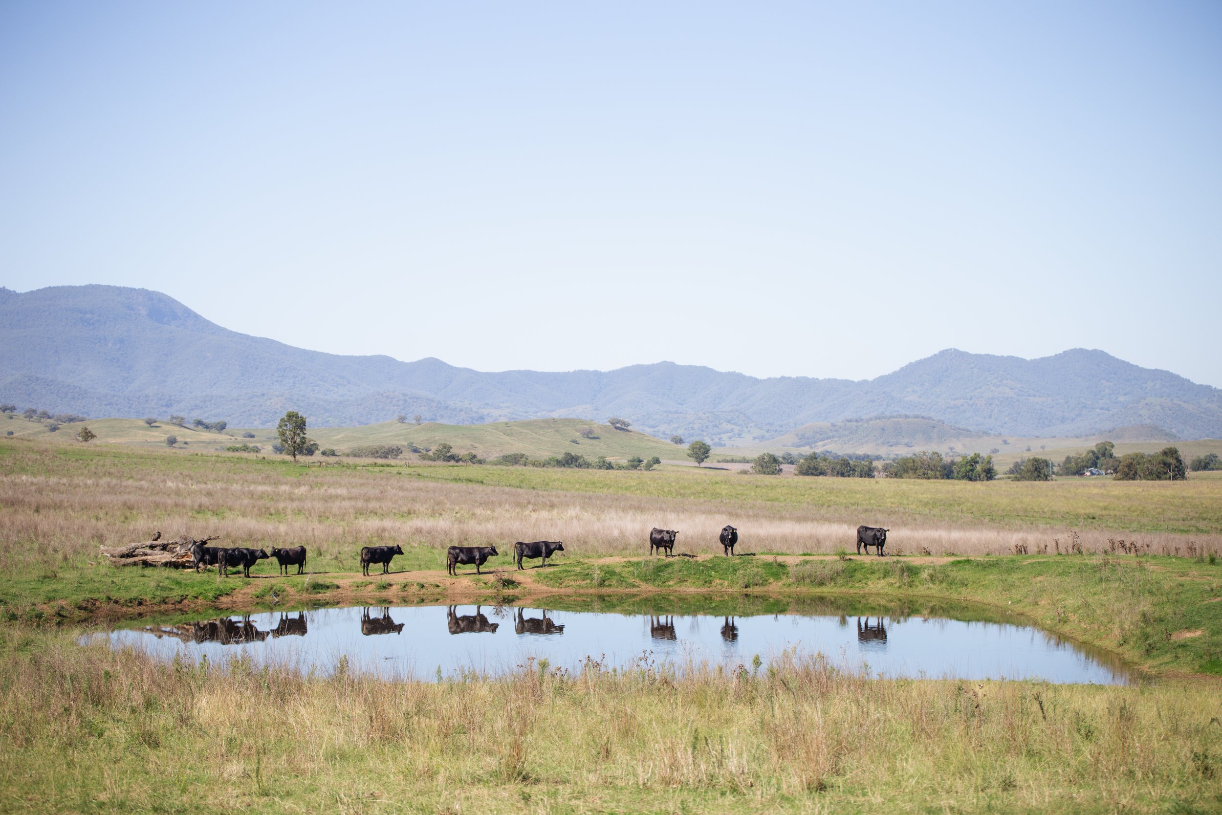 A peaceful farmland landscape with seven cows standing near a small pond, rolling green fields, scattered trees, and distant mountain ranges under a clear blue sky.